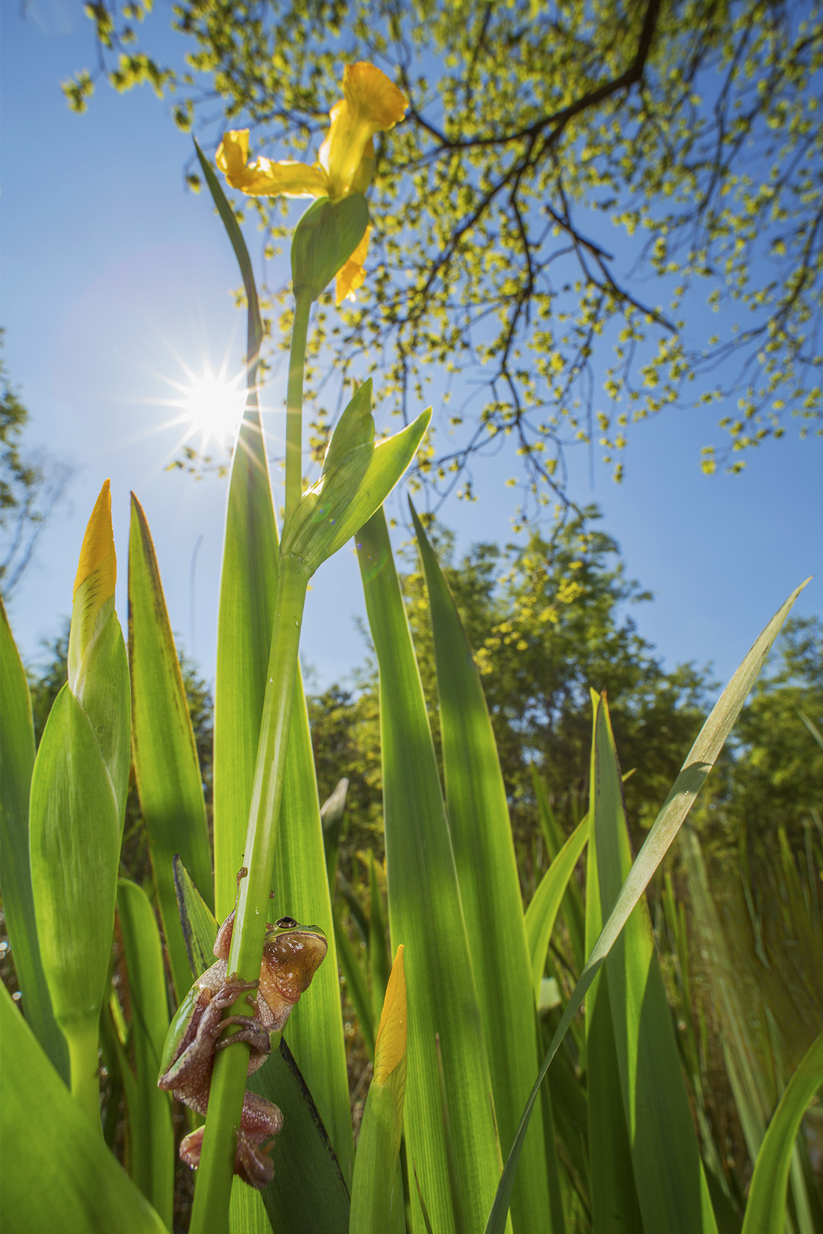 Hyla intermedia (Raganella)