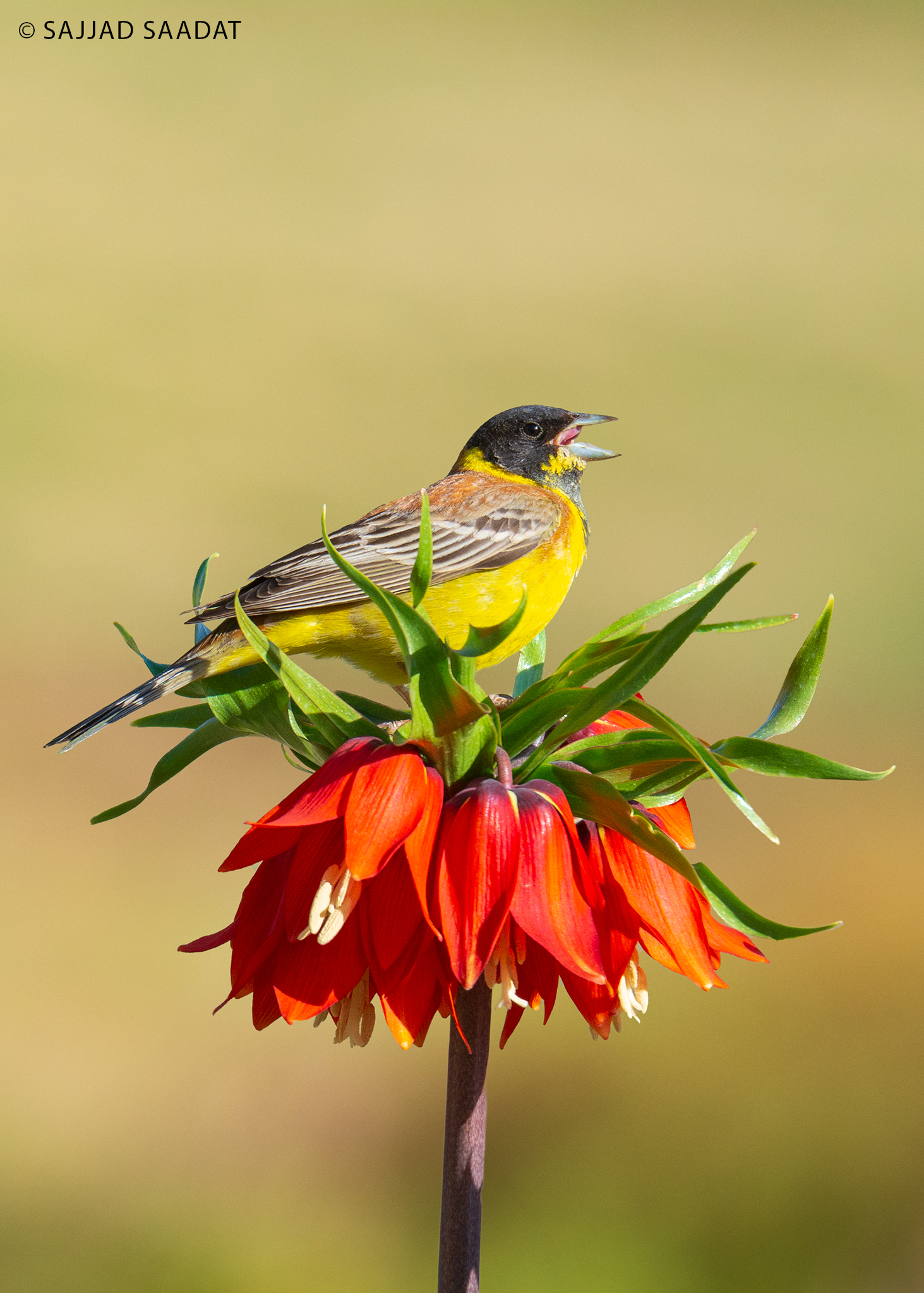 Bunting a testa nera