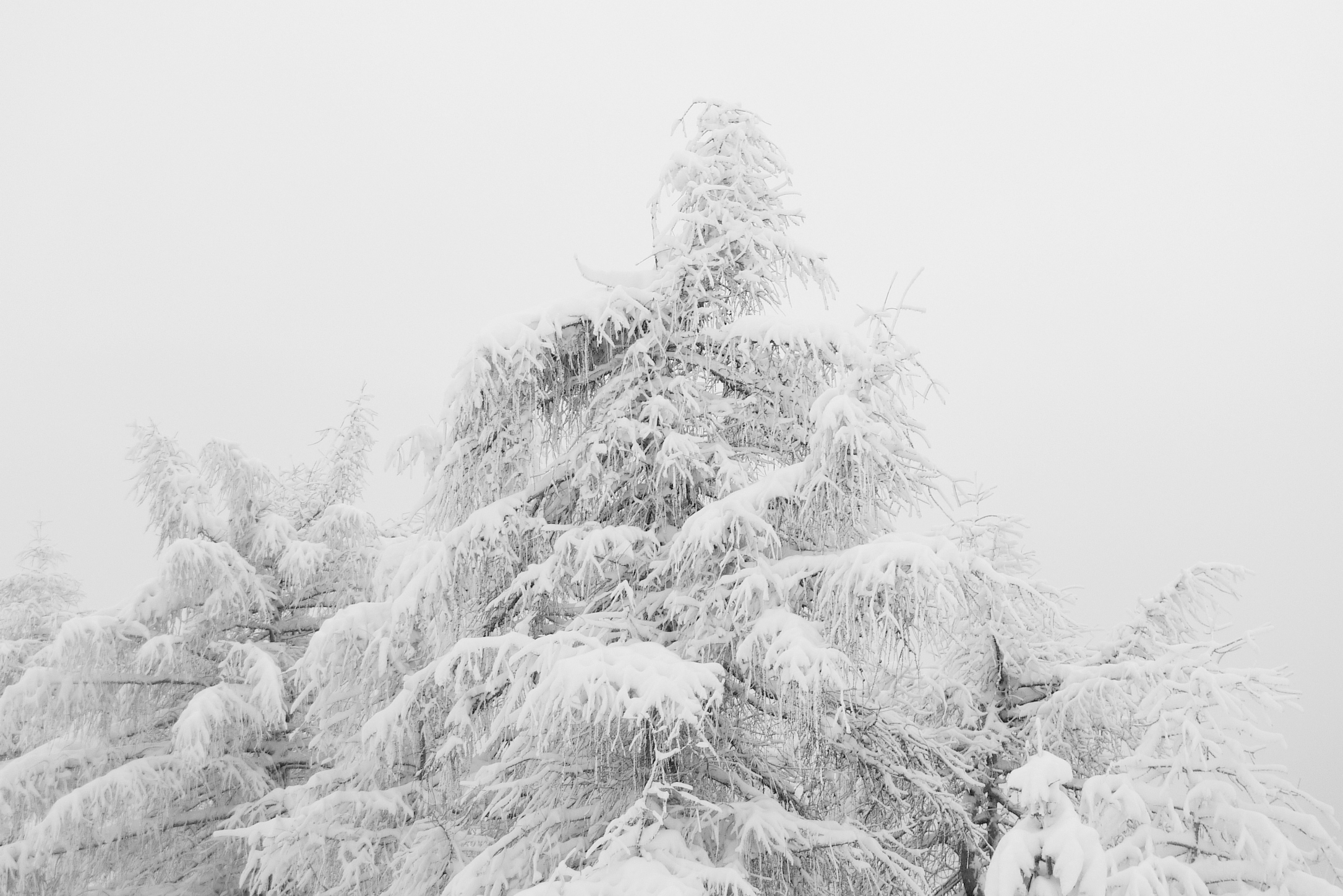 Heavy White
