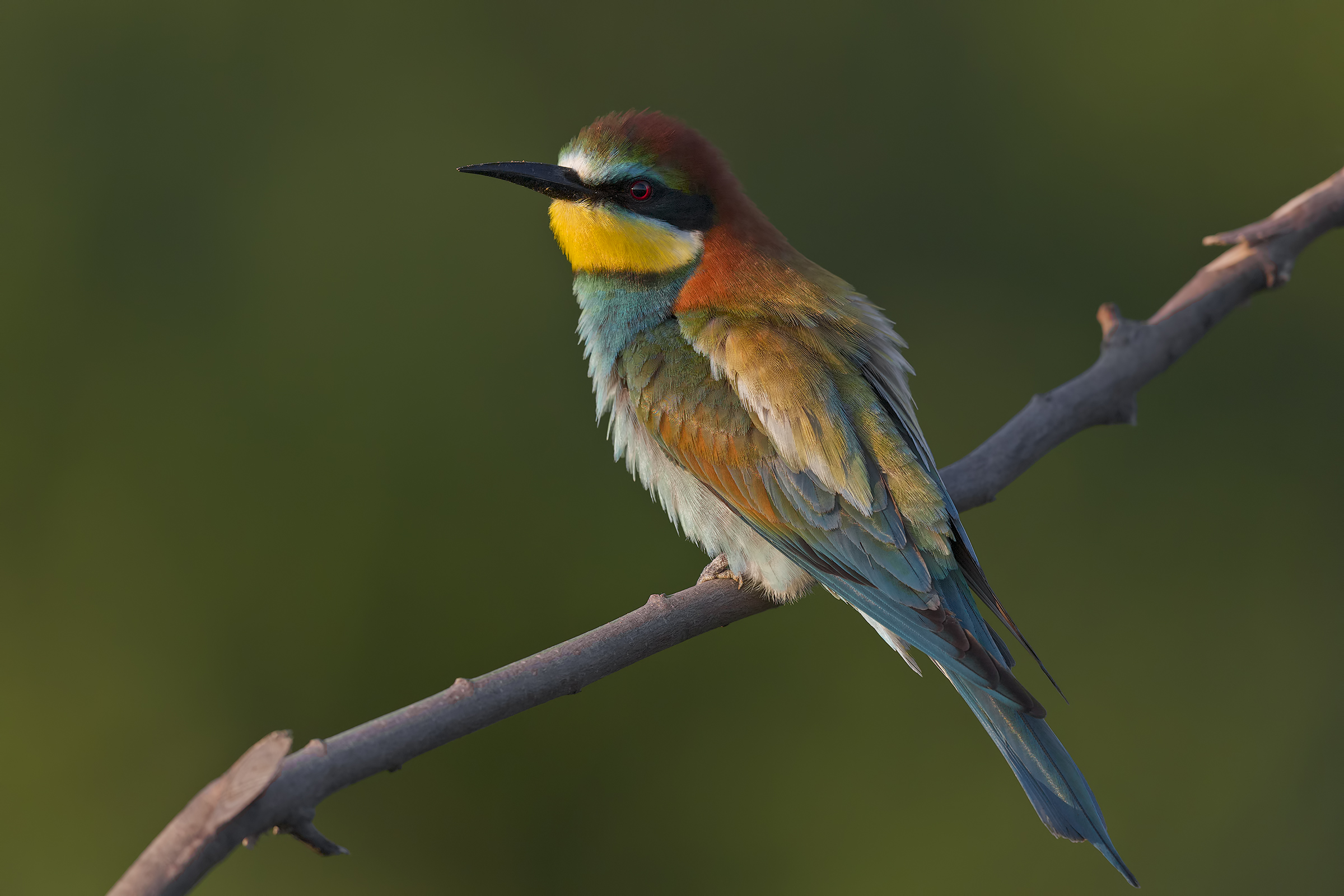 Bee-eater