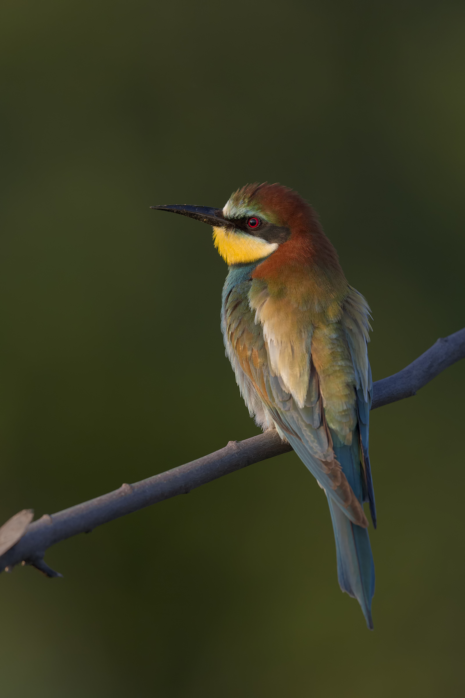 Bee-eater