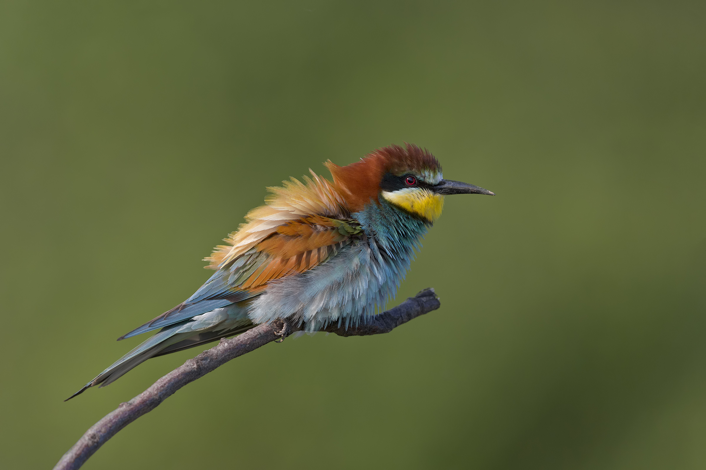 Bee-eater