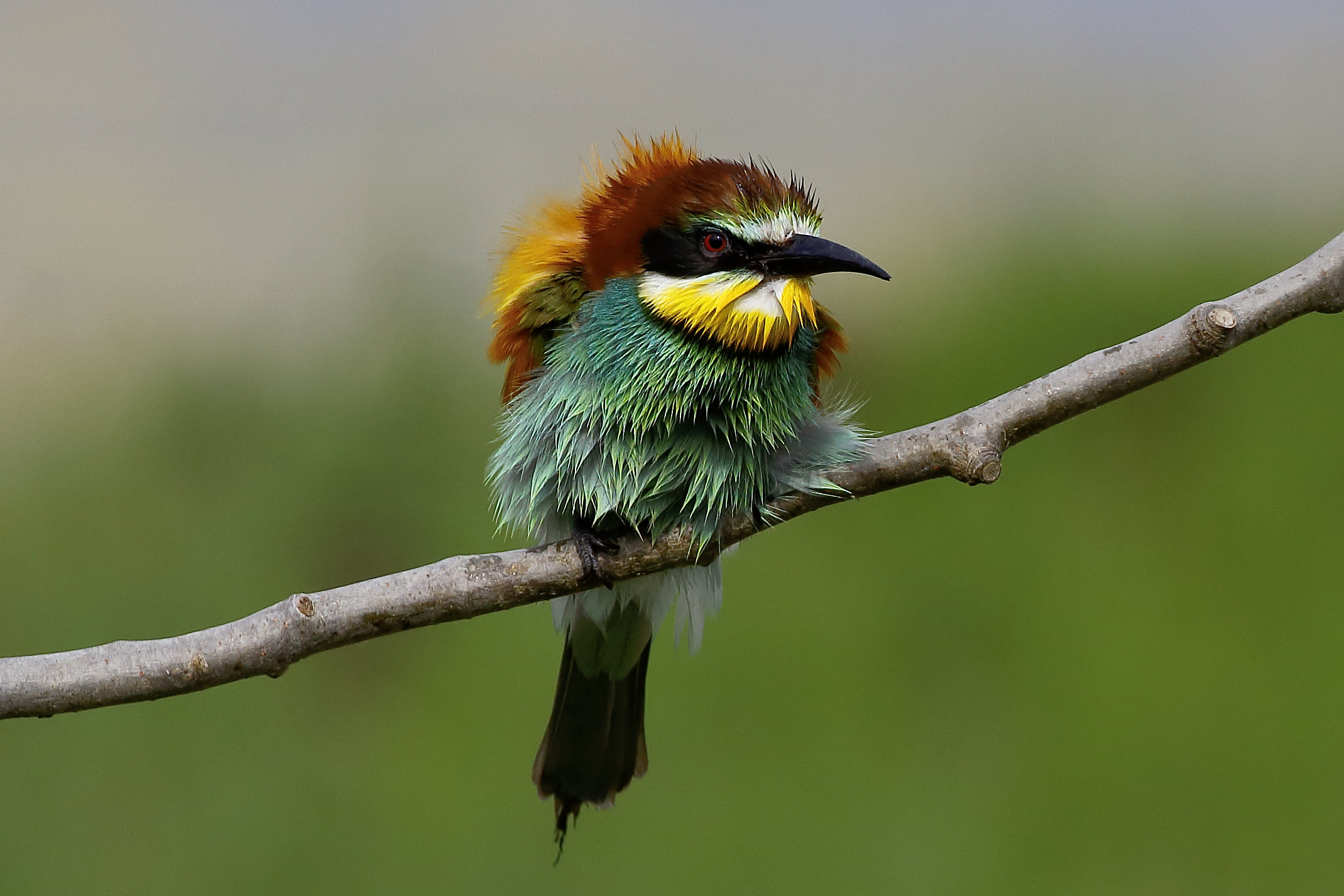 Non userò più l'asciugacapelli giuro