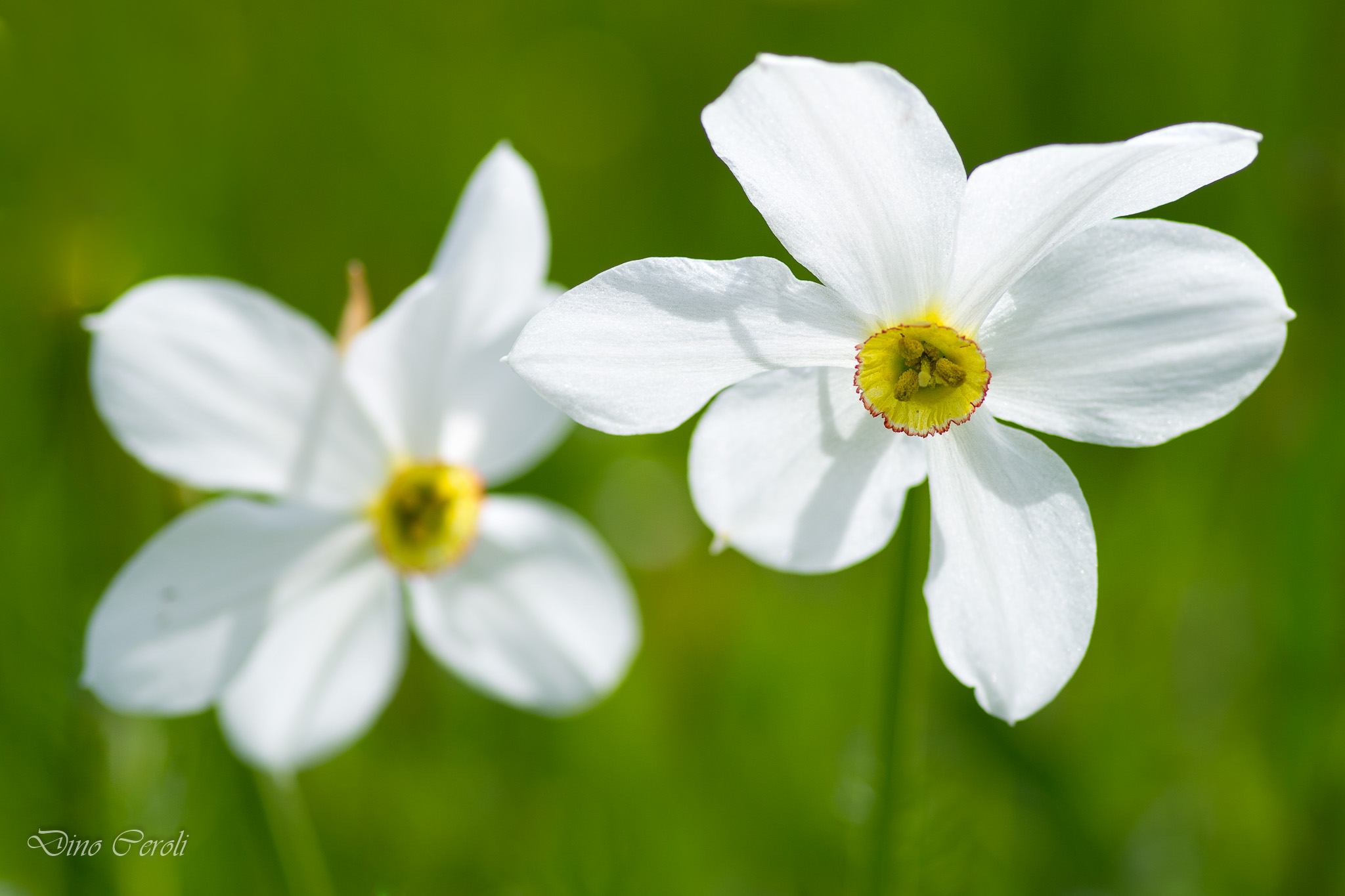 Narcissus of the poet