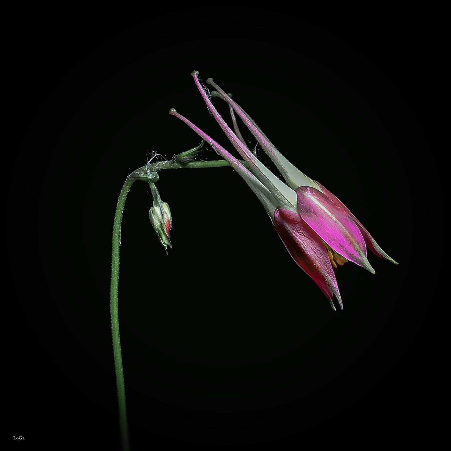 Aquilegia Bud