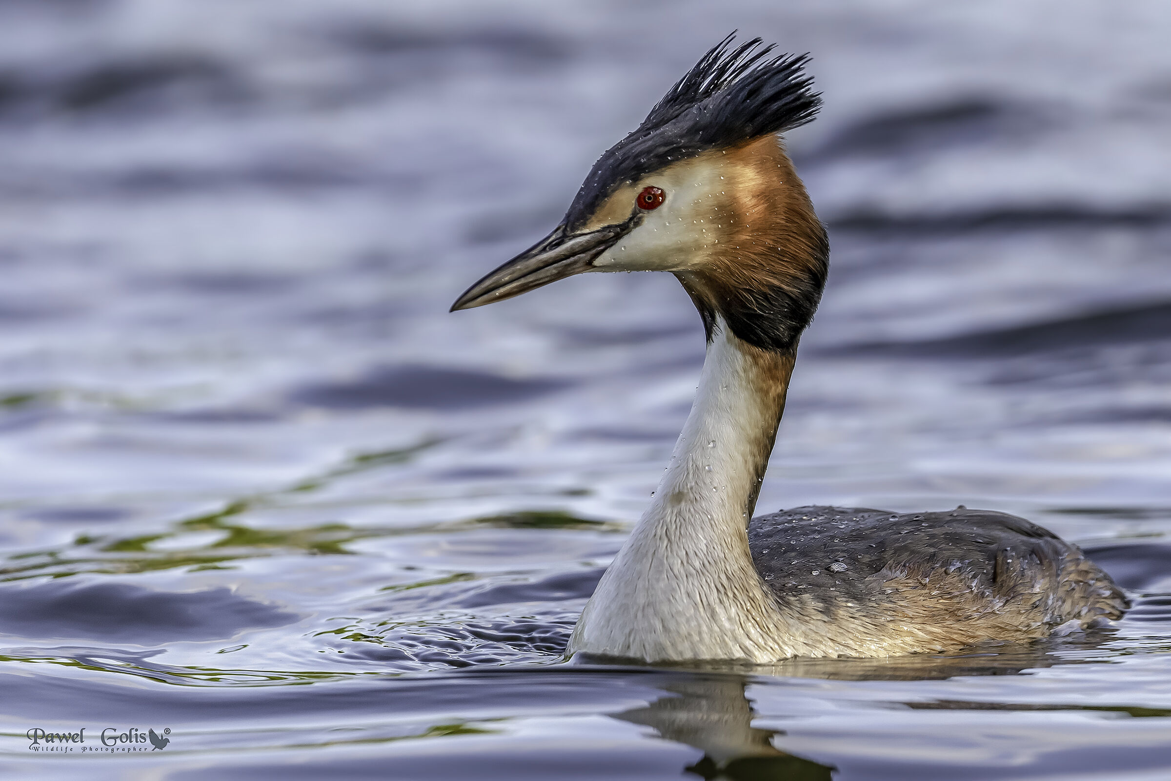 Grande Crested Svasso (Podiceps cristatus)