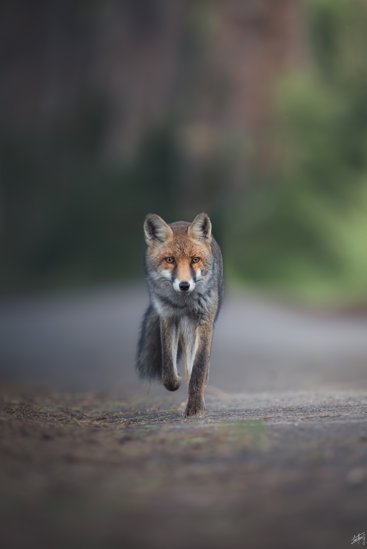 Fox
