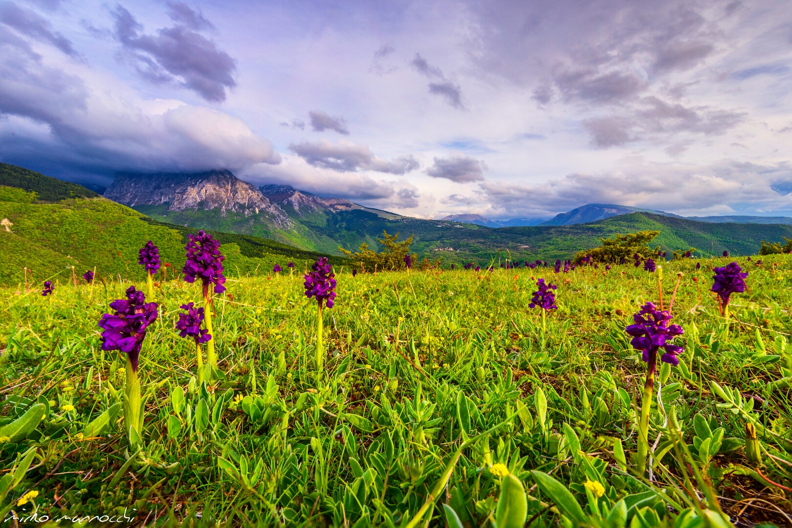 Orchidee selvatiche