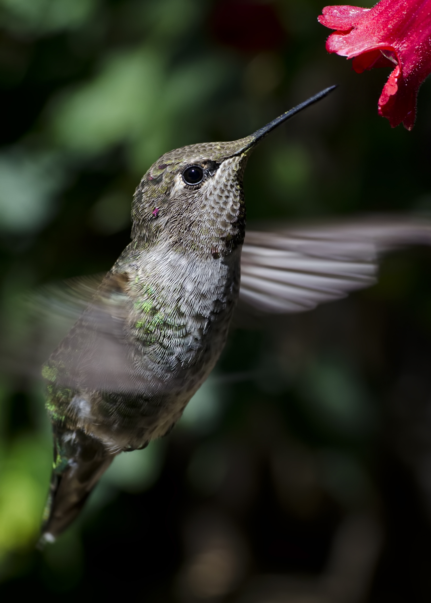 Anna's Hummingbird III