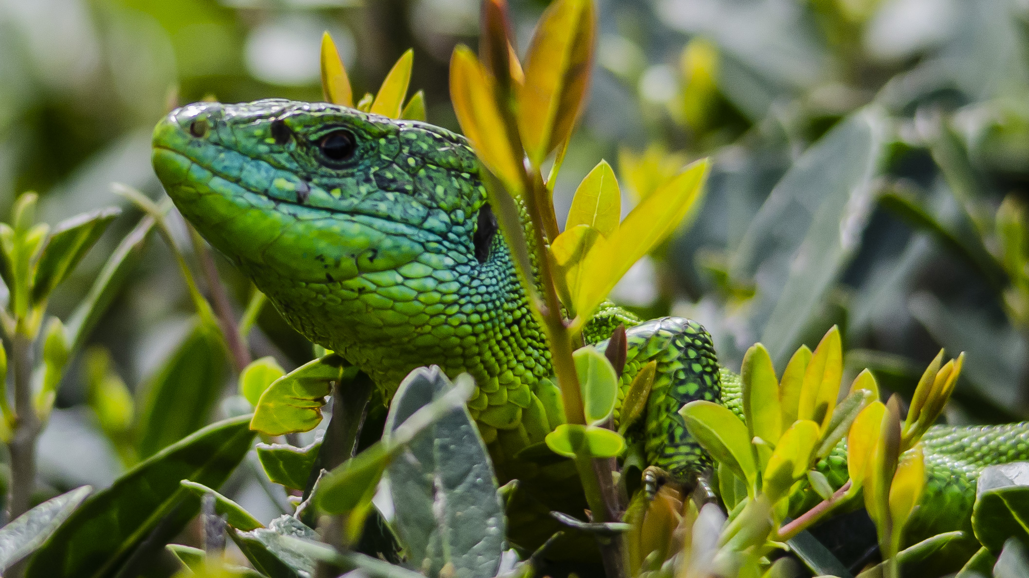 I'il keep an eye on you...