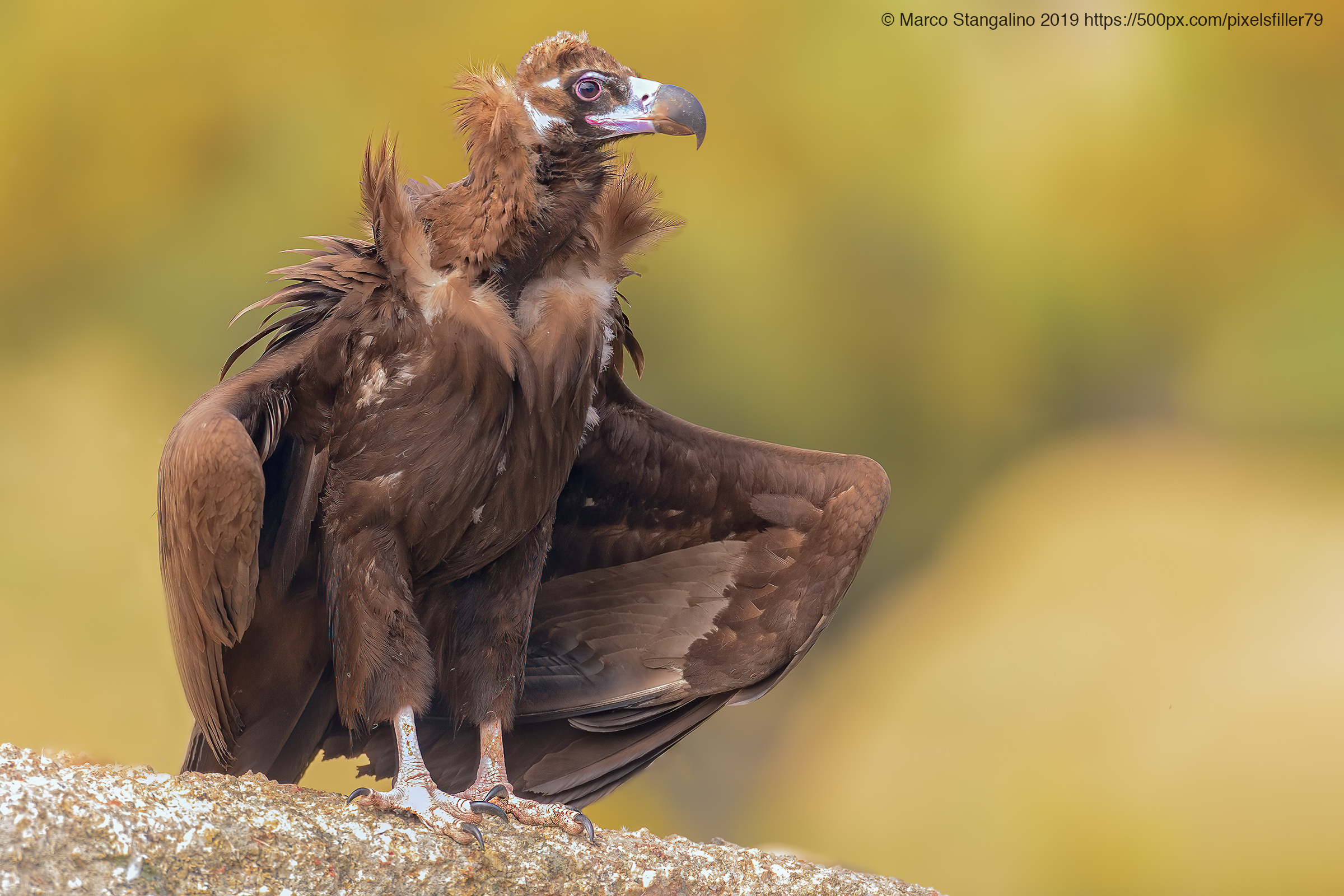 Monk Vulture profile..