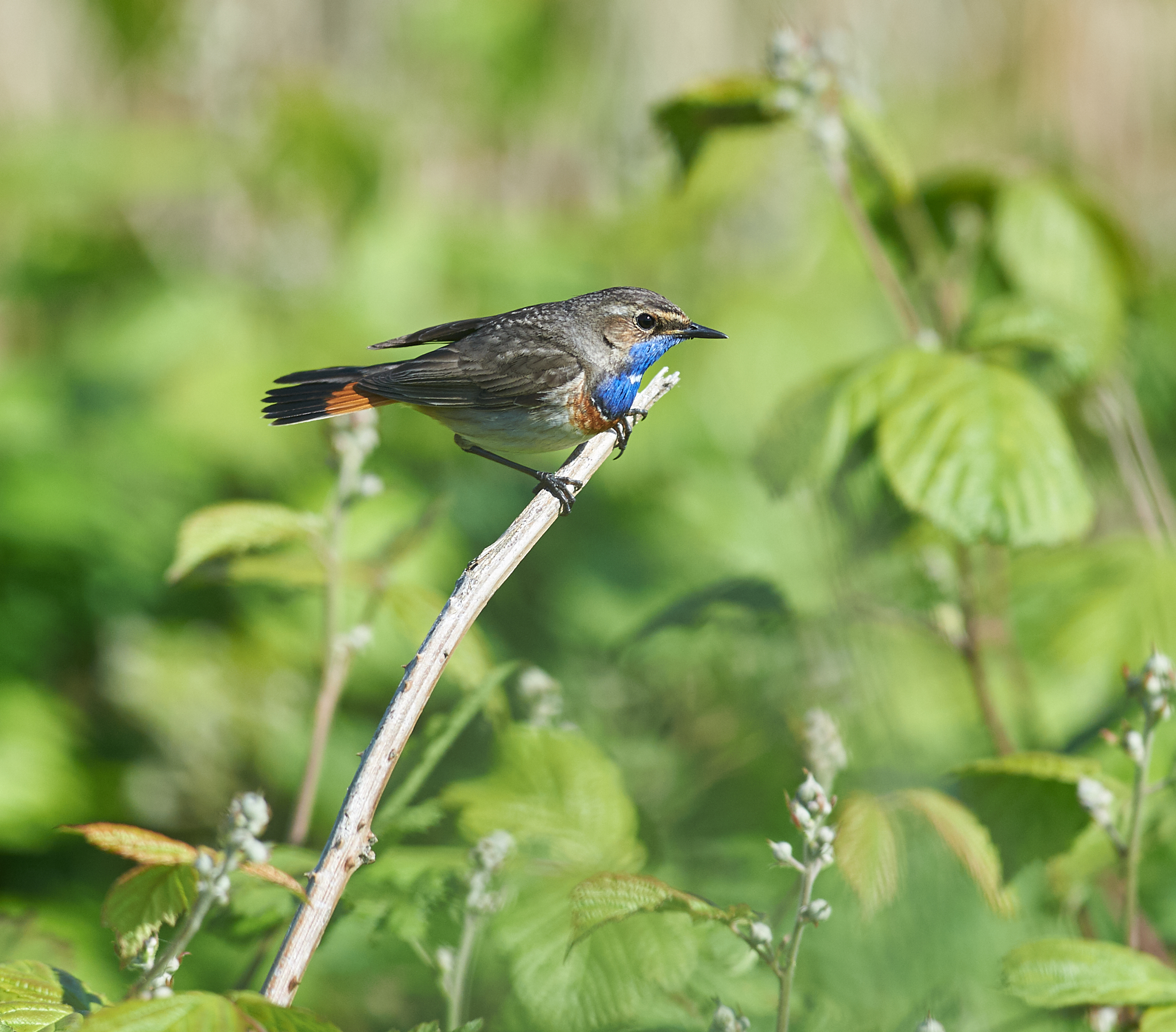 Bluethroat