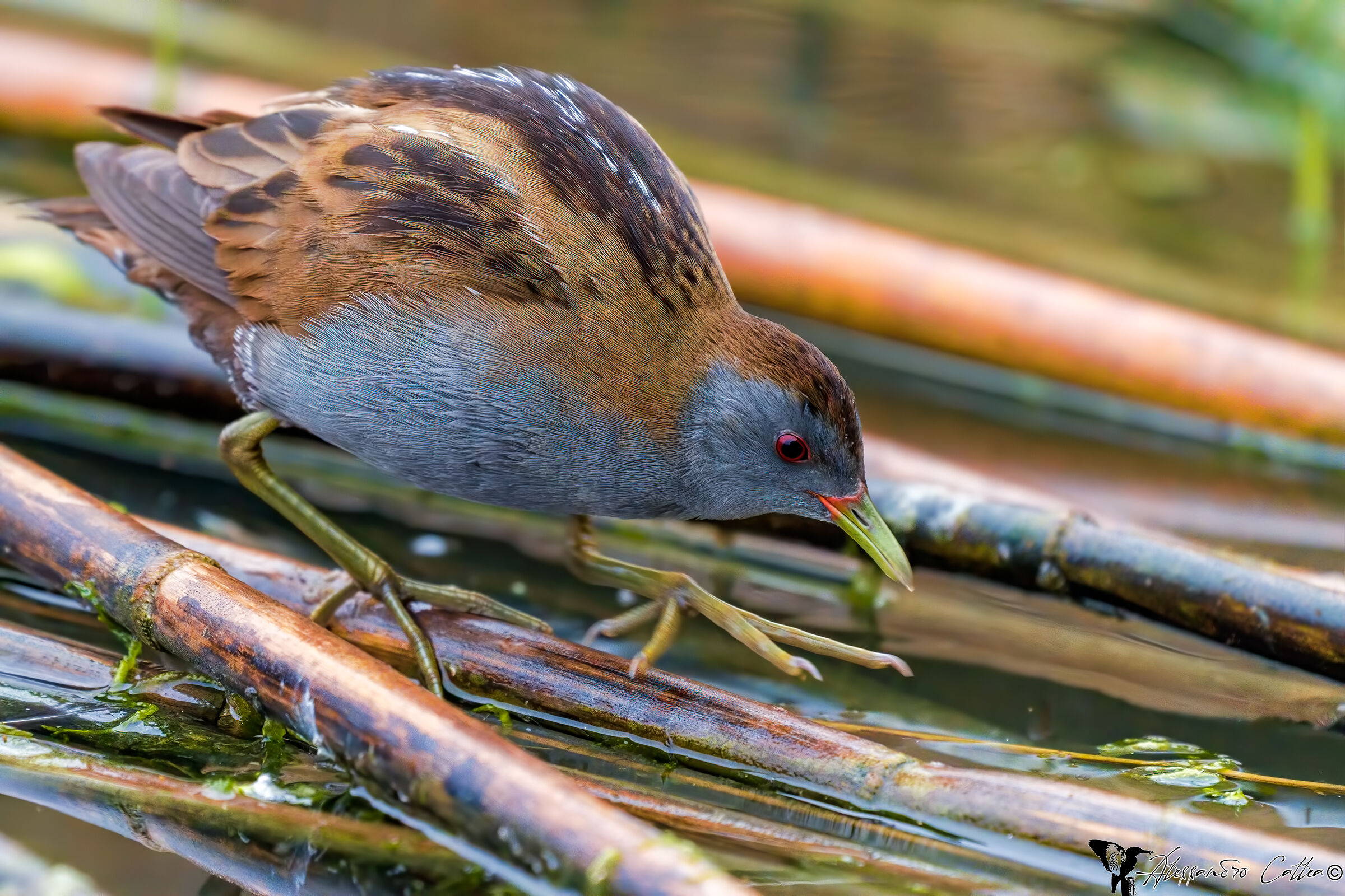 Crake