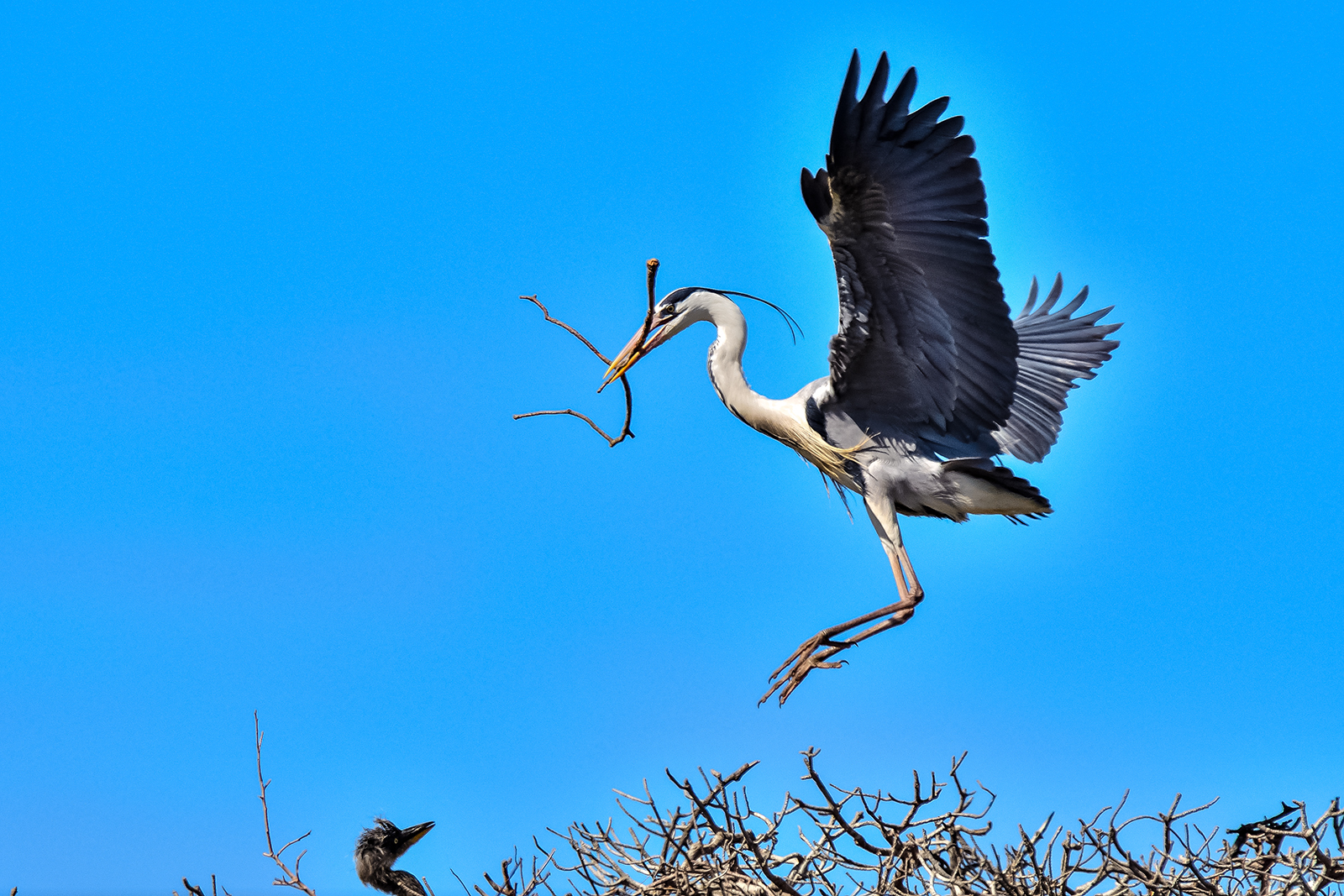 Meglio alzare il nido