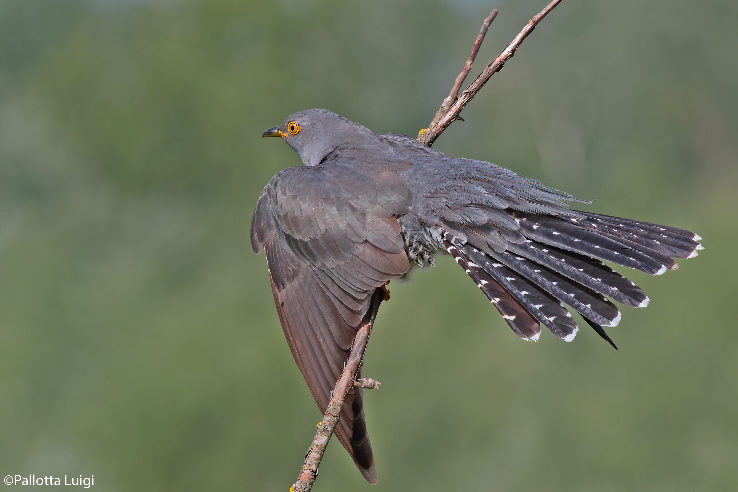 Cuculo (Cuculus canorus)