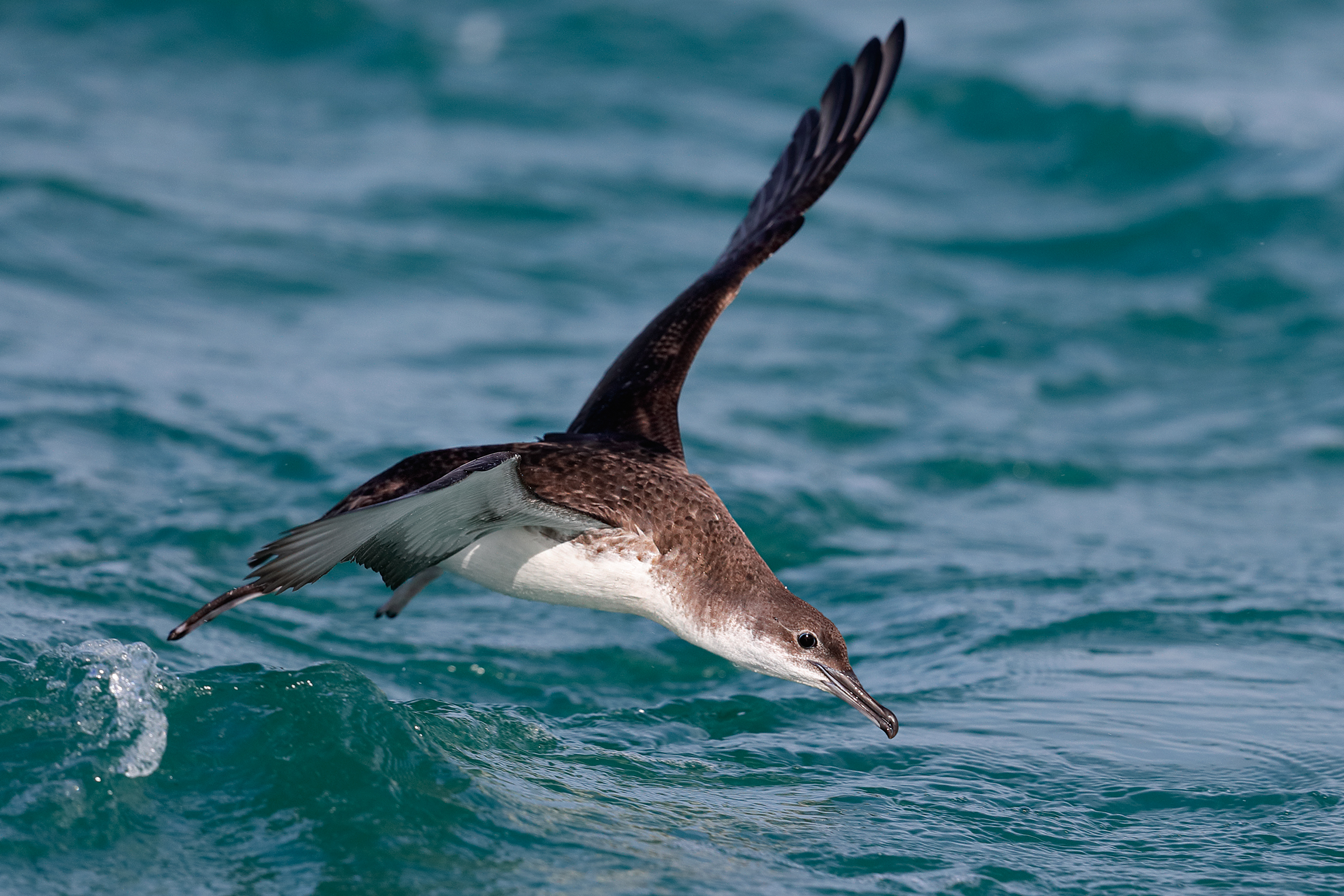 Lesser Shearwater