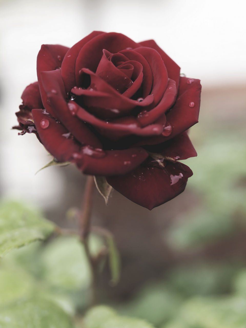 Rosa rossa con gocce di pioggia