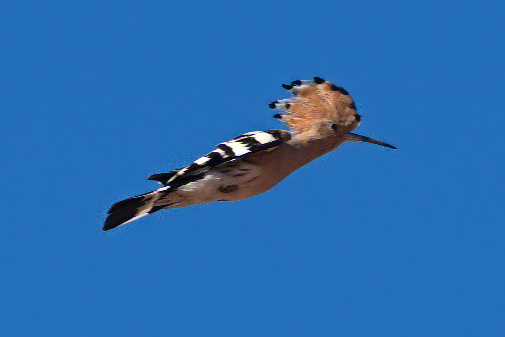 Hoopoe