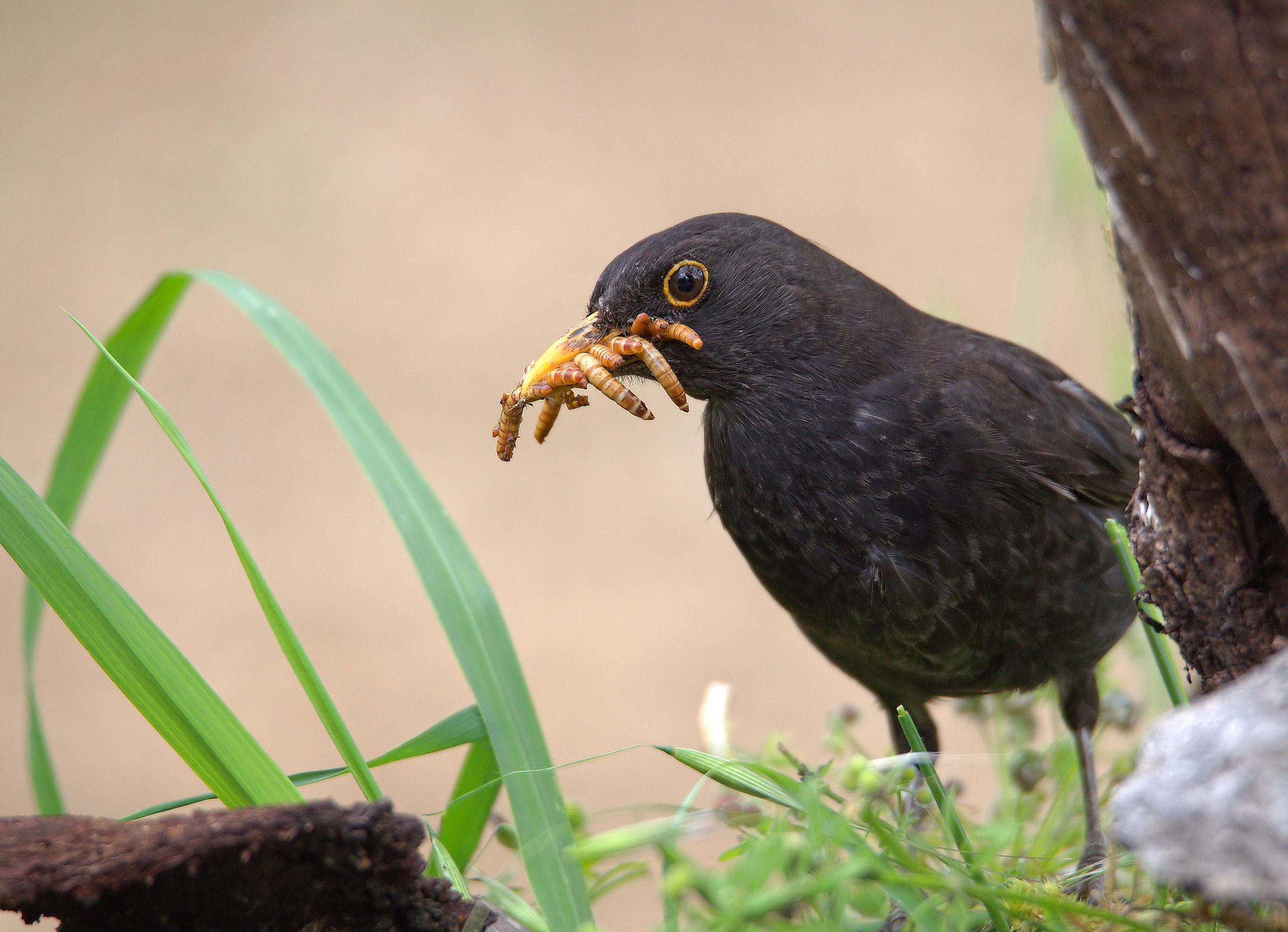 Male Blackbird