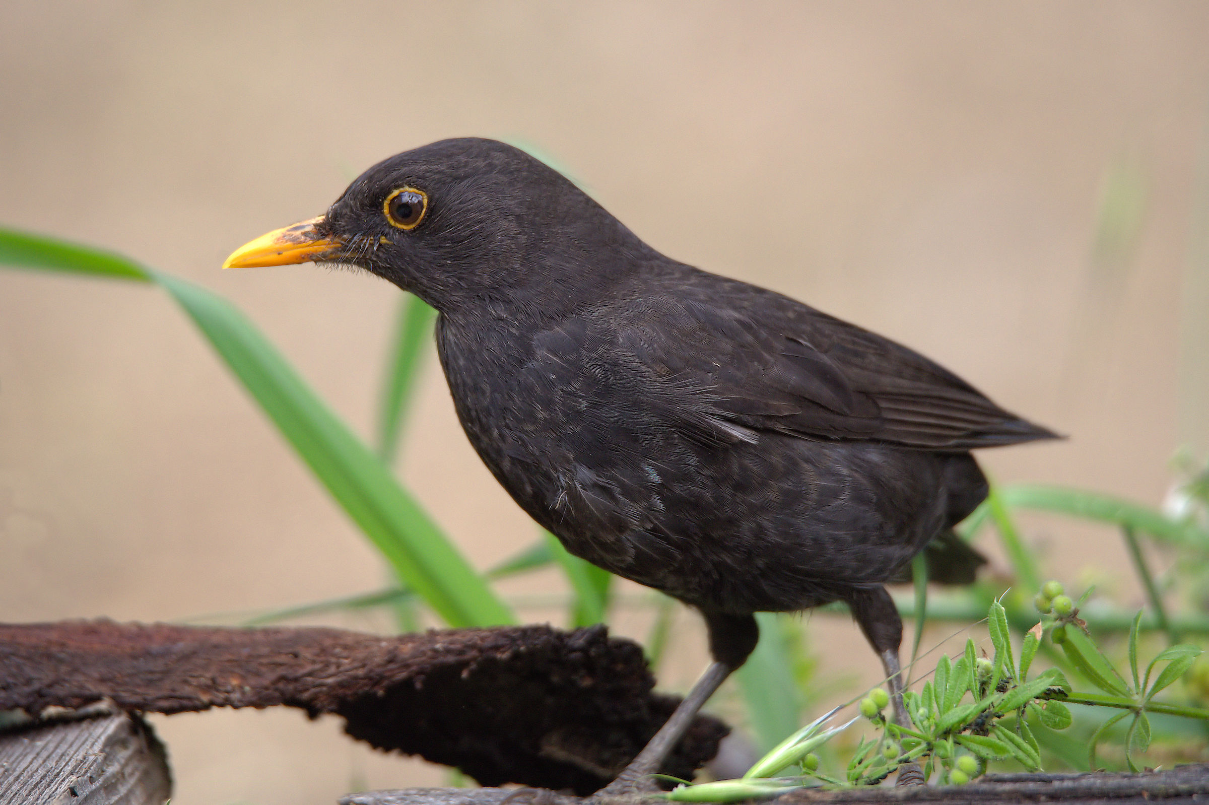 Male Blackbird