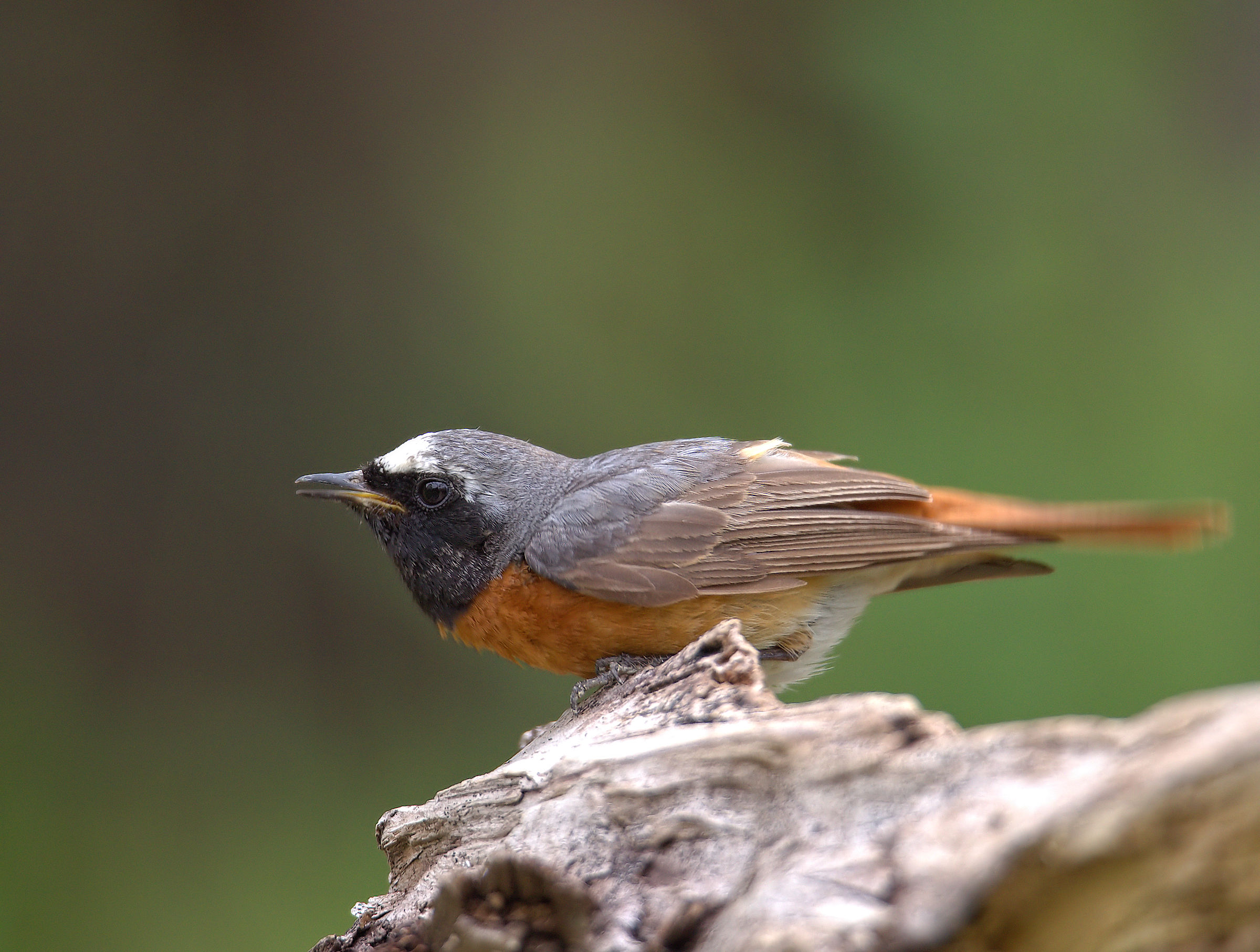Male Common Redlight