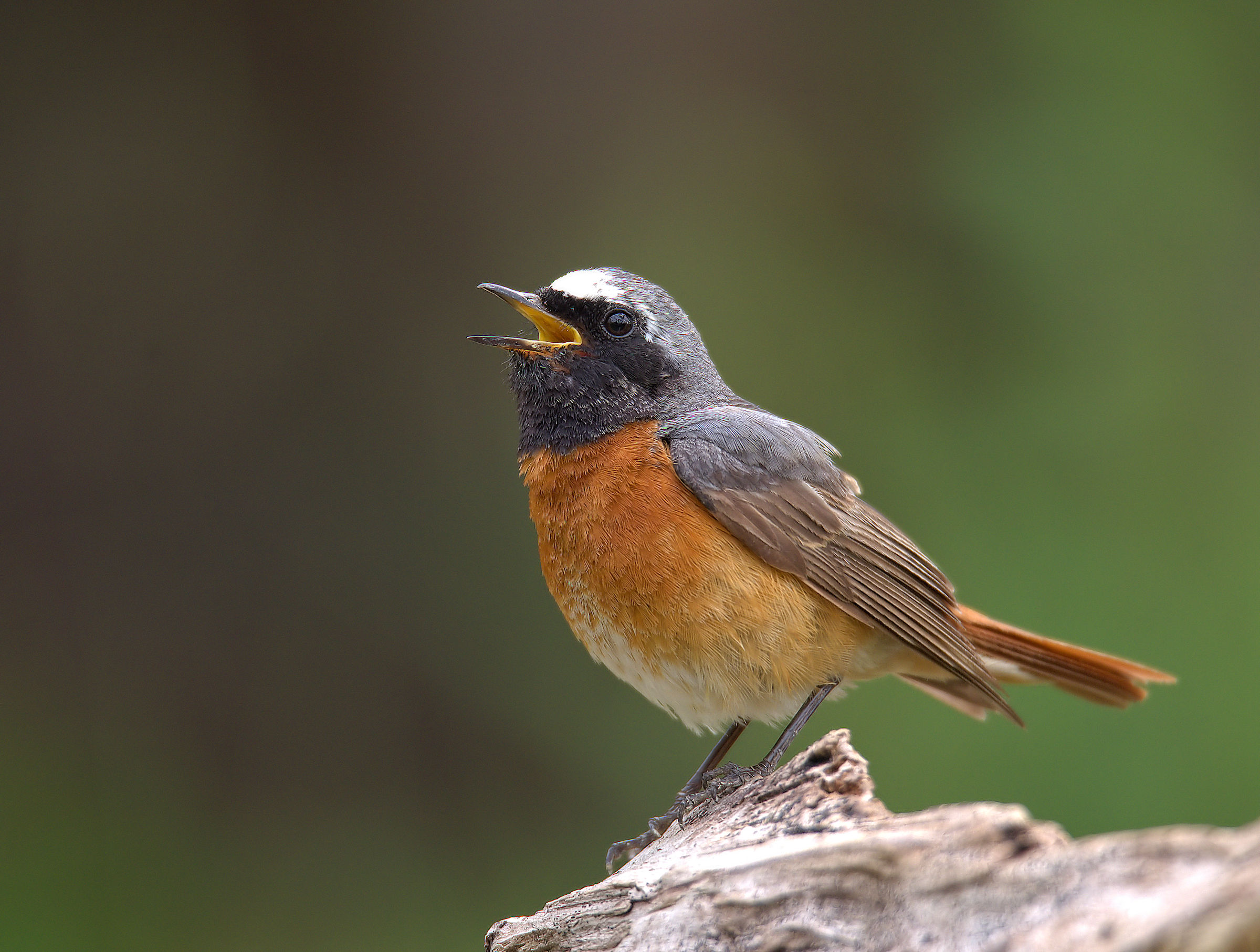Male Common Redlight