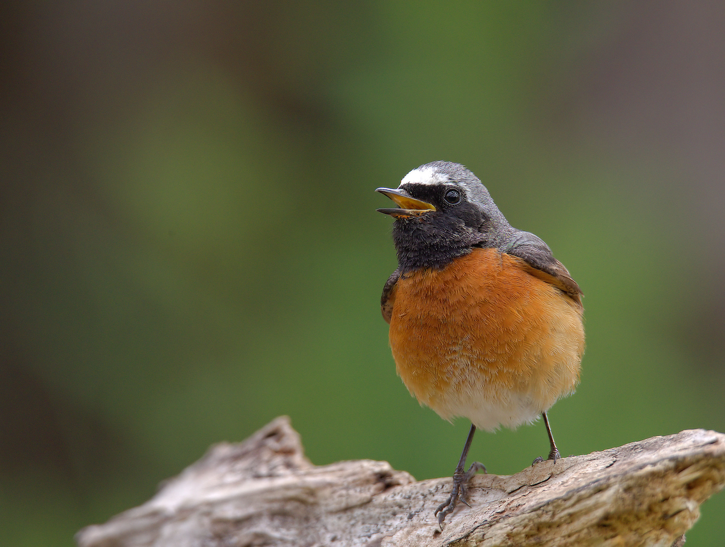 Male Common Redlight