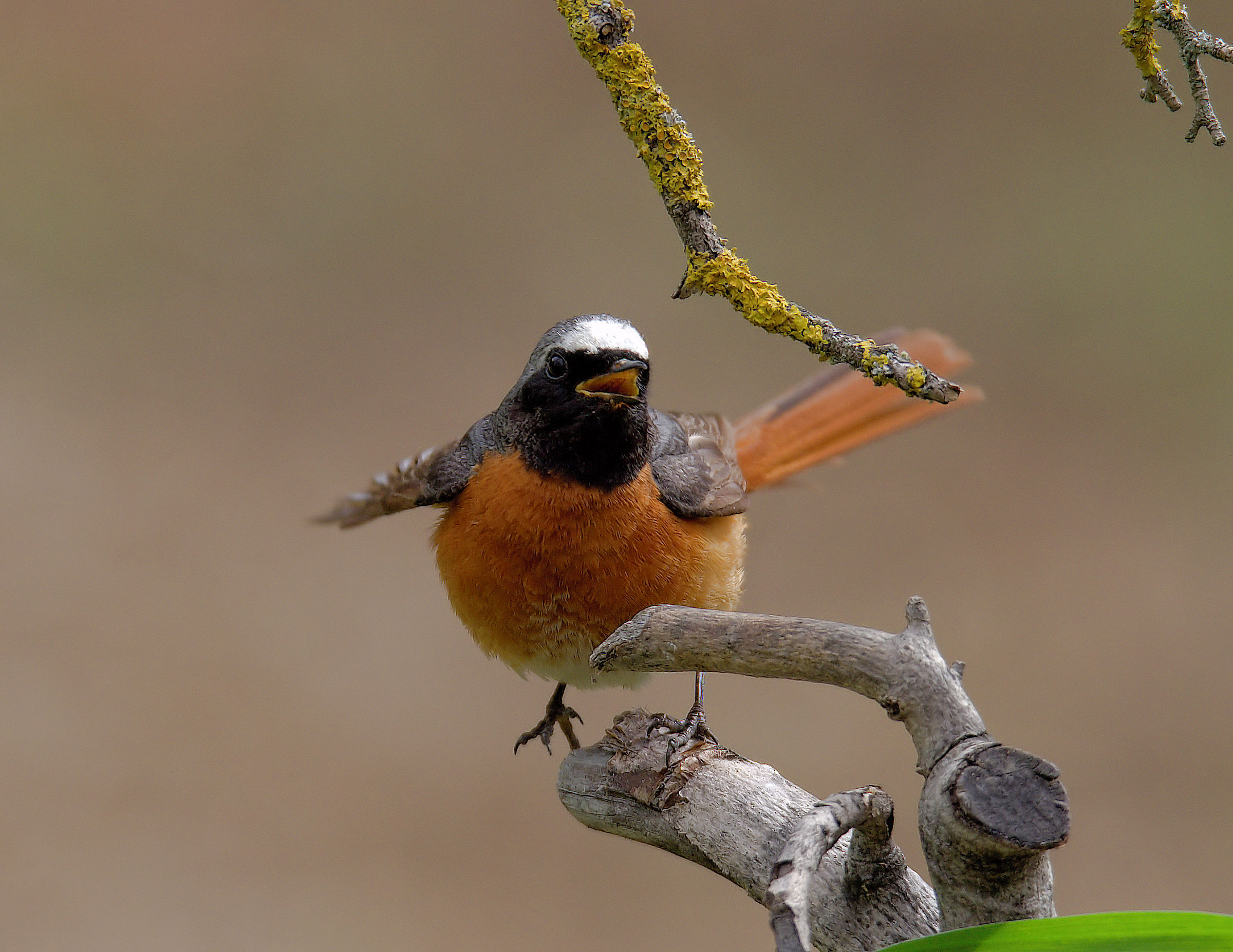 Male Common Redlight