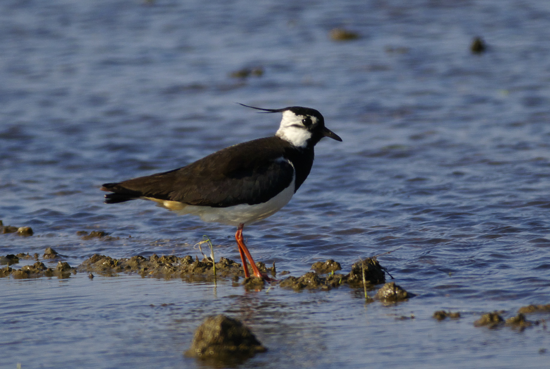 Pavoncella ( Vanellus vanellus )