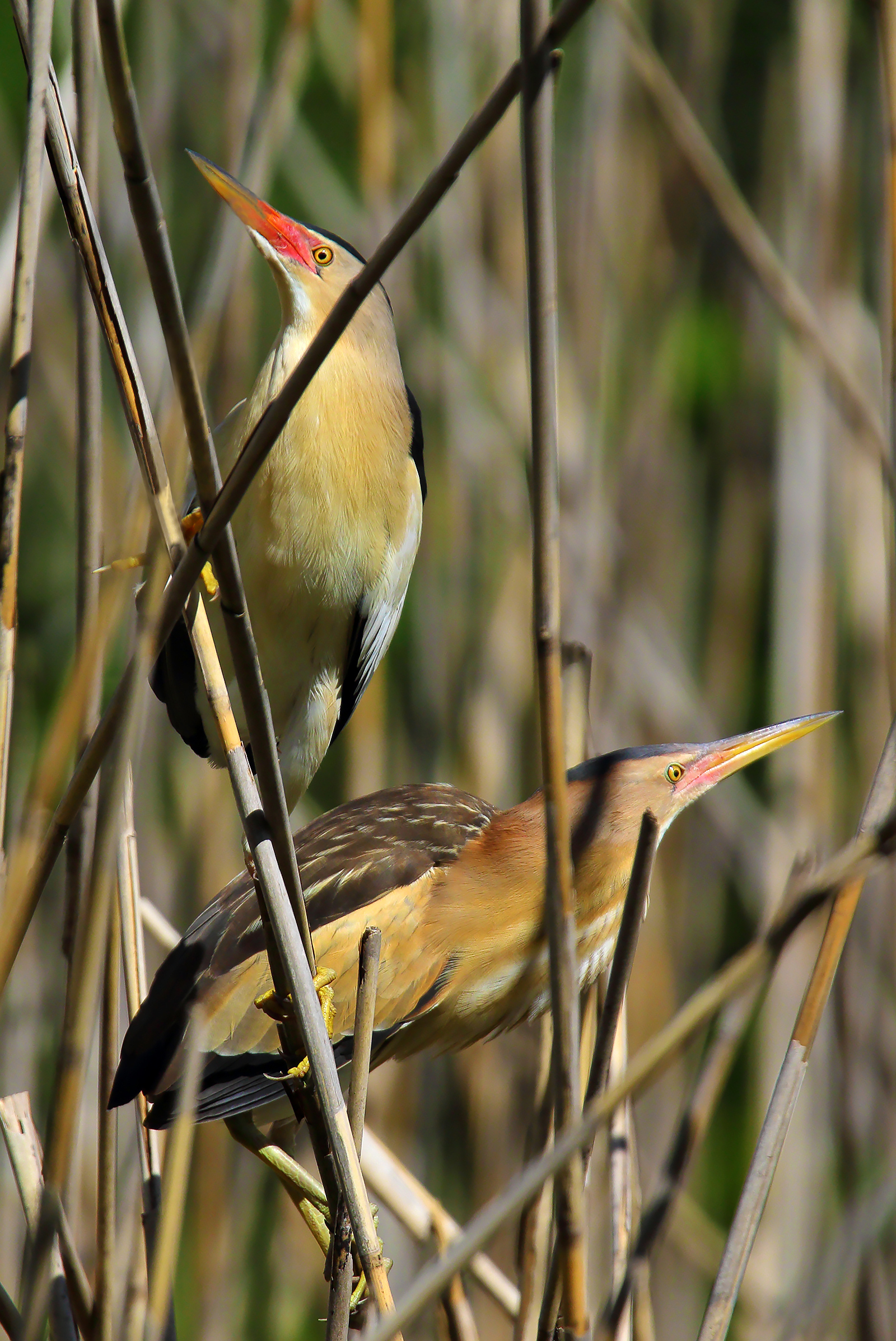 Male and female I create them....