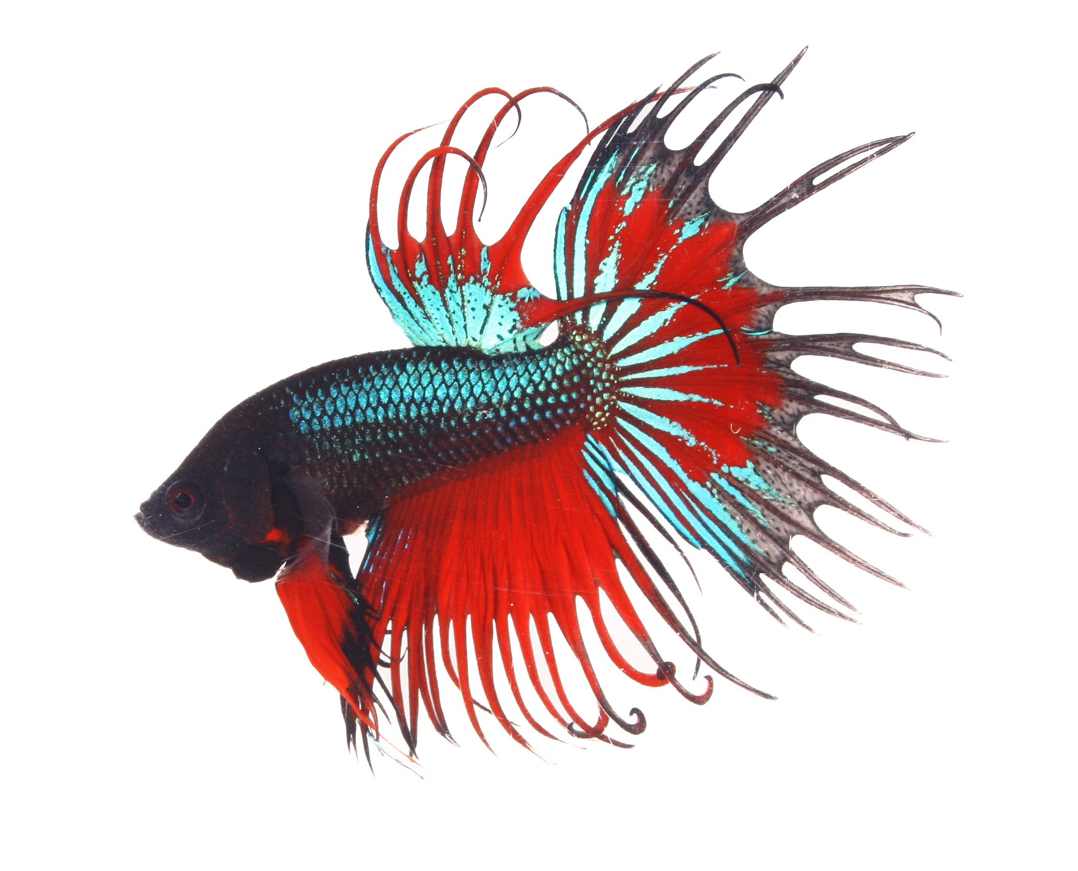 Crowntail Betta