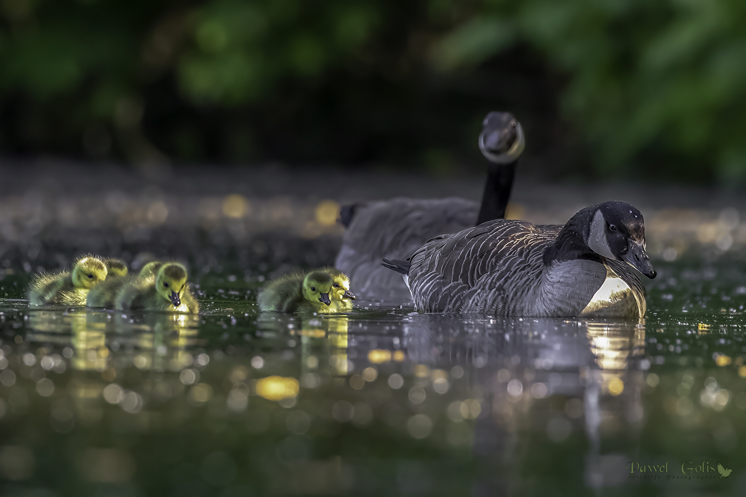 Oca canadese (Branta canadensis)