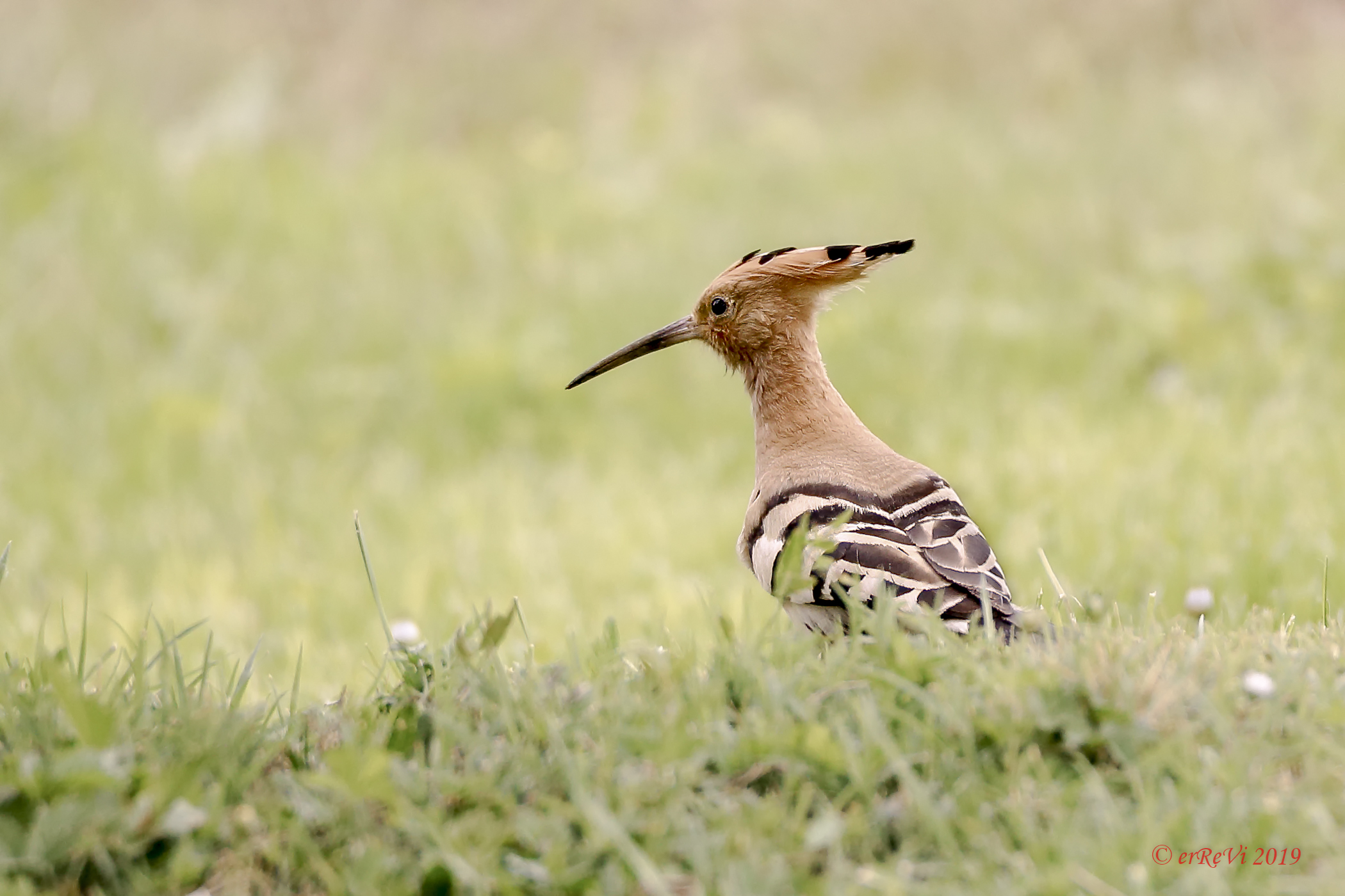 Careful Hoopoe