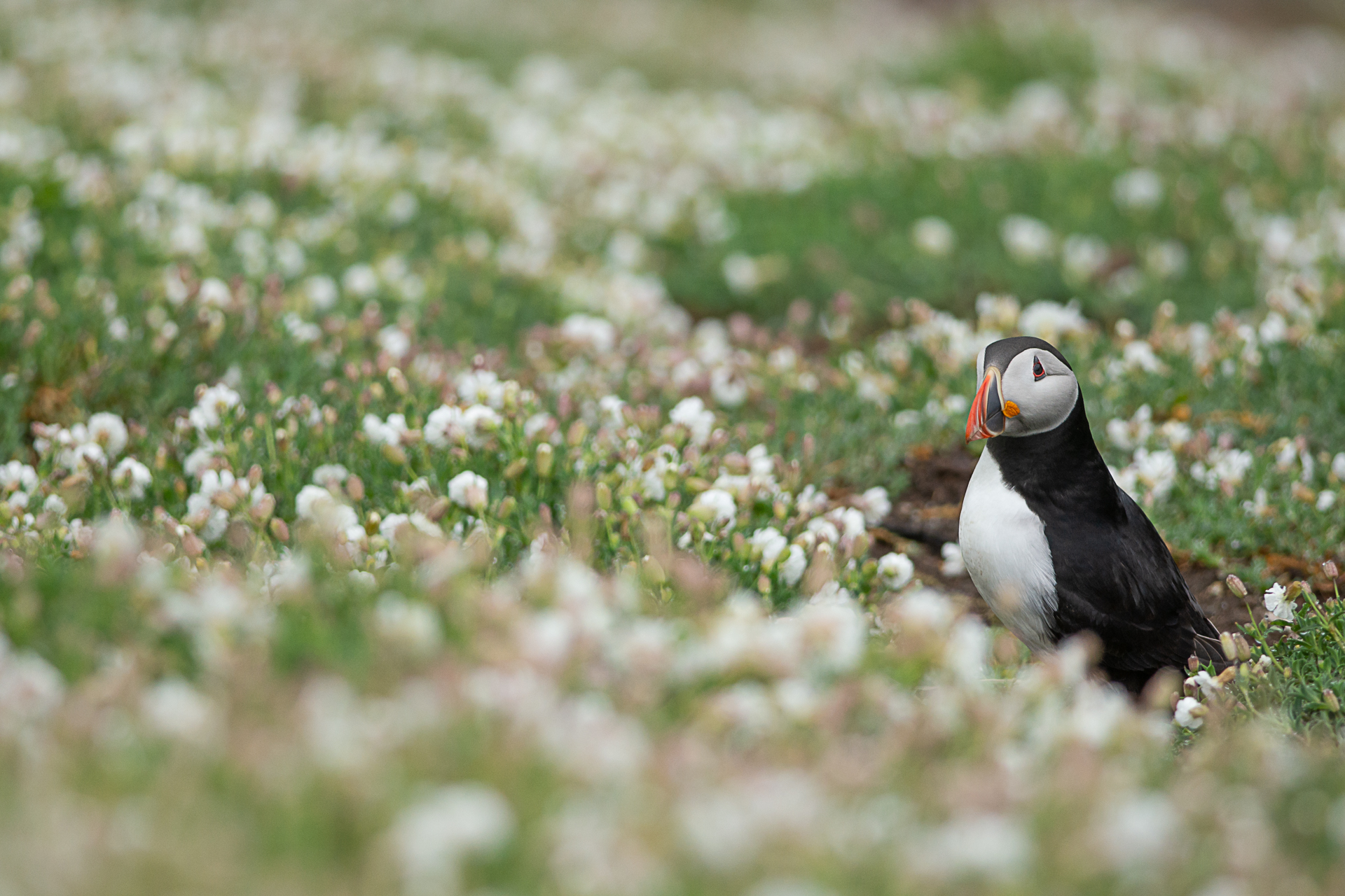 pulcinella tra i fiori