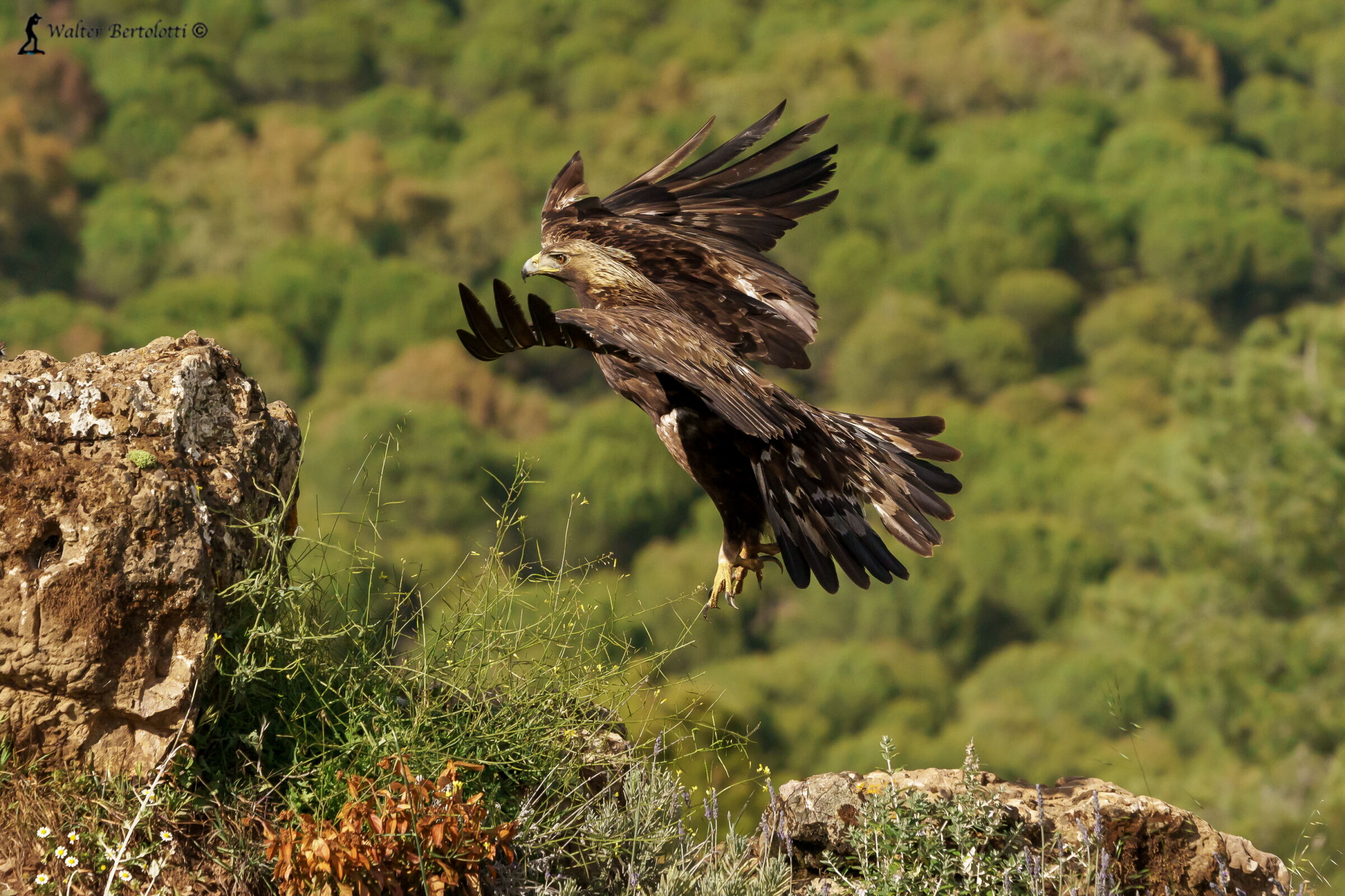 Aquila chrysaetos