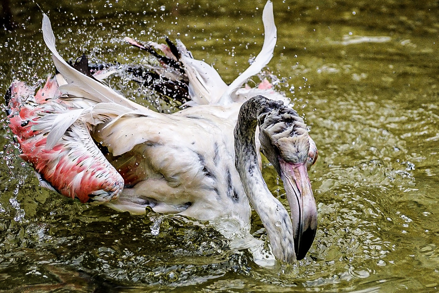 Il bagno primaverile