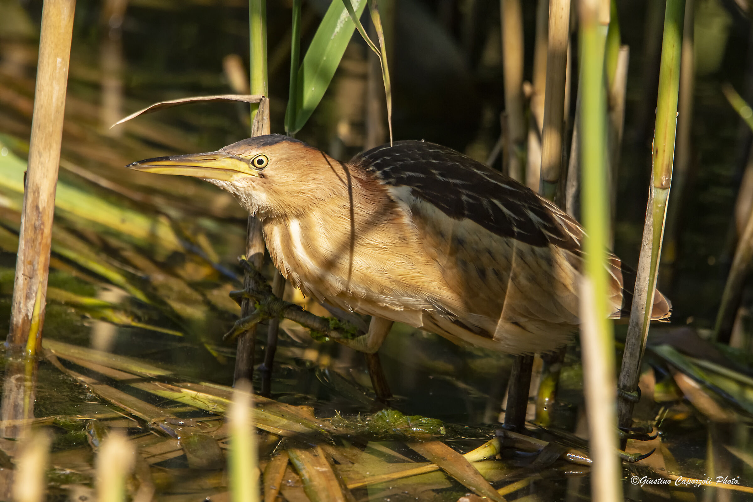 Little Bittern Lurking