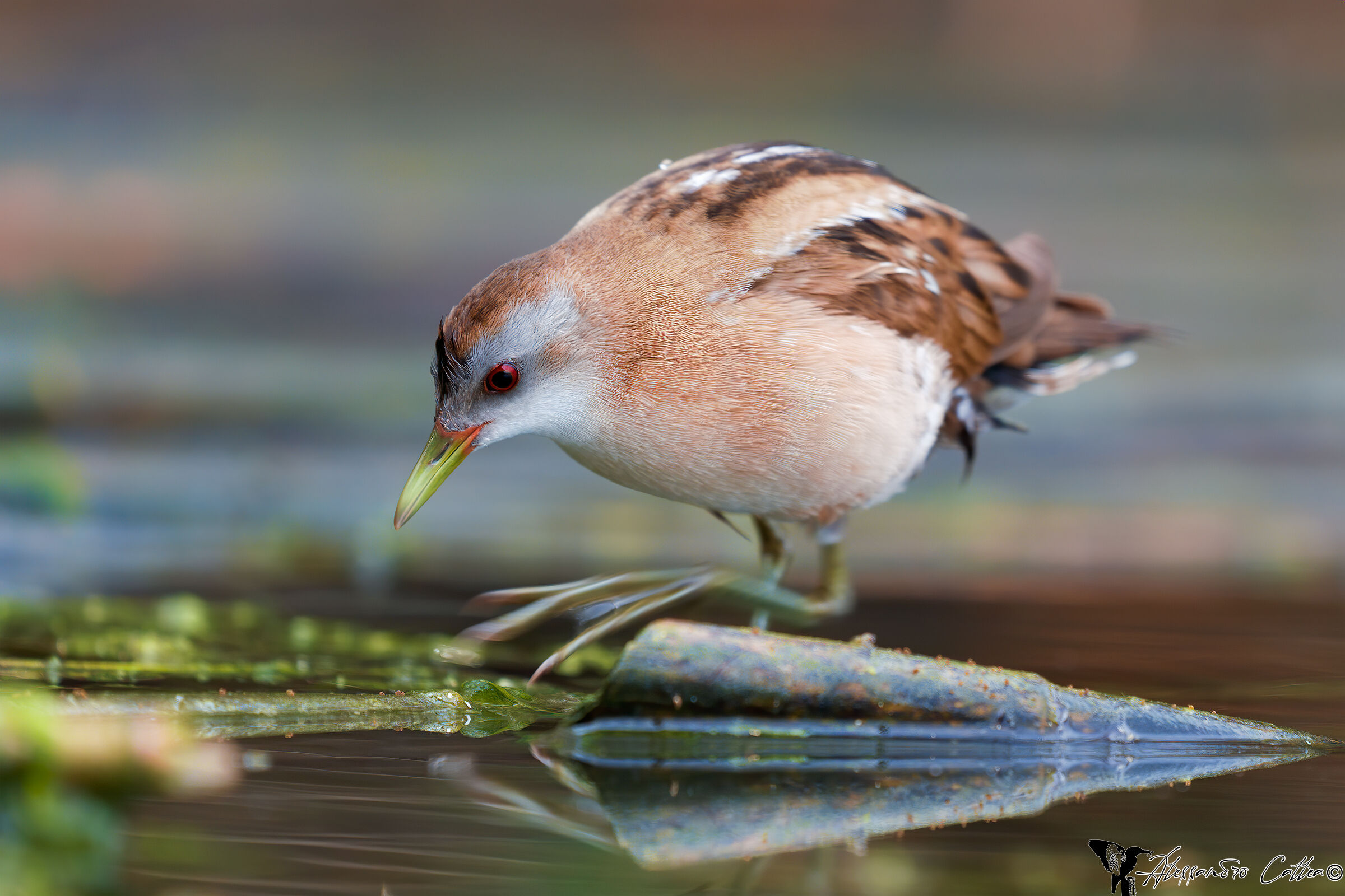 Lurking Crake