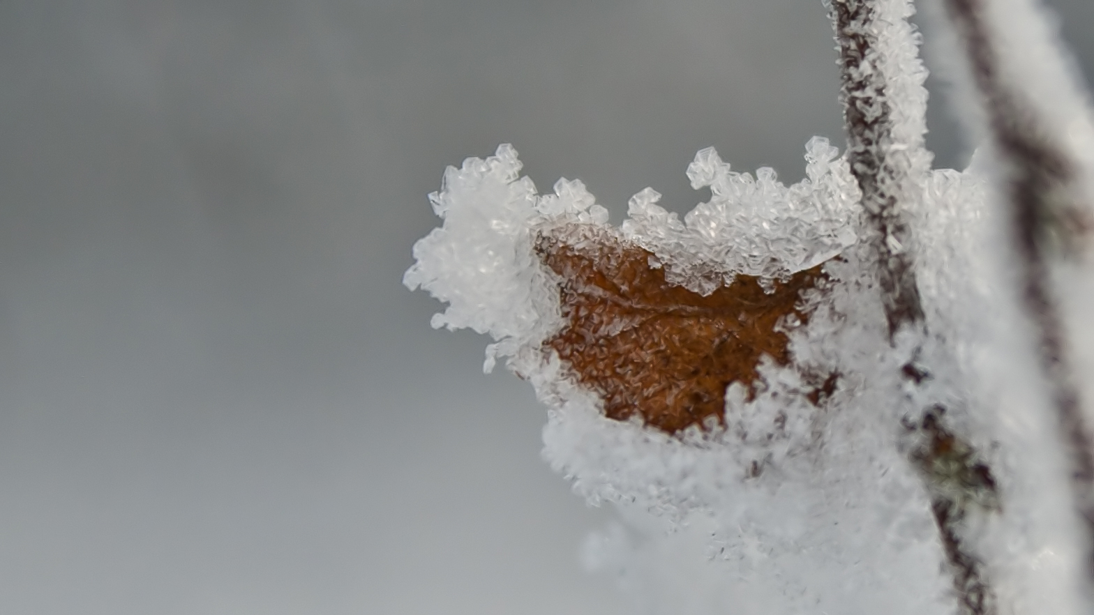 frozen leaf