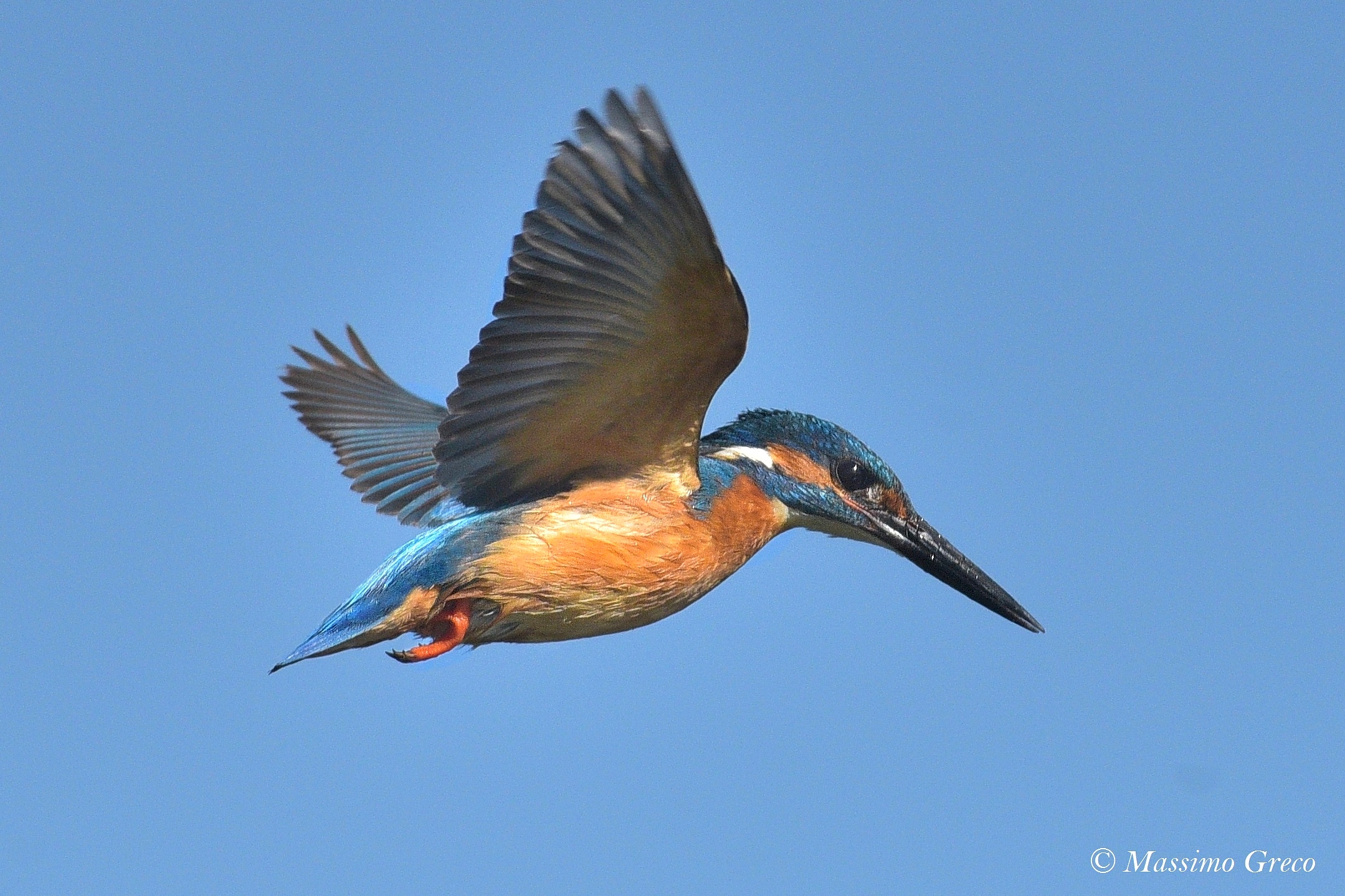 Kingfisher