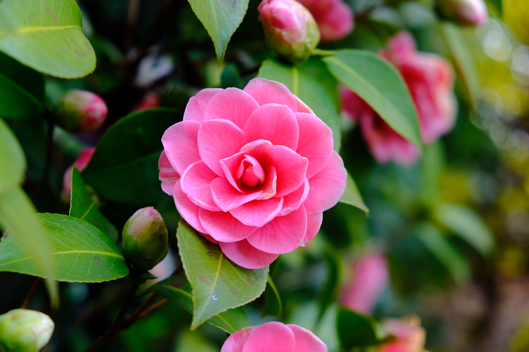 Camelia