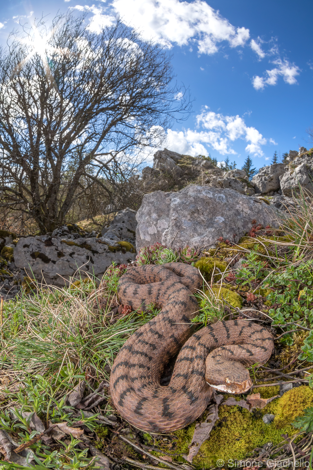 Vipera aspis francisciredi