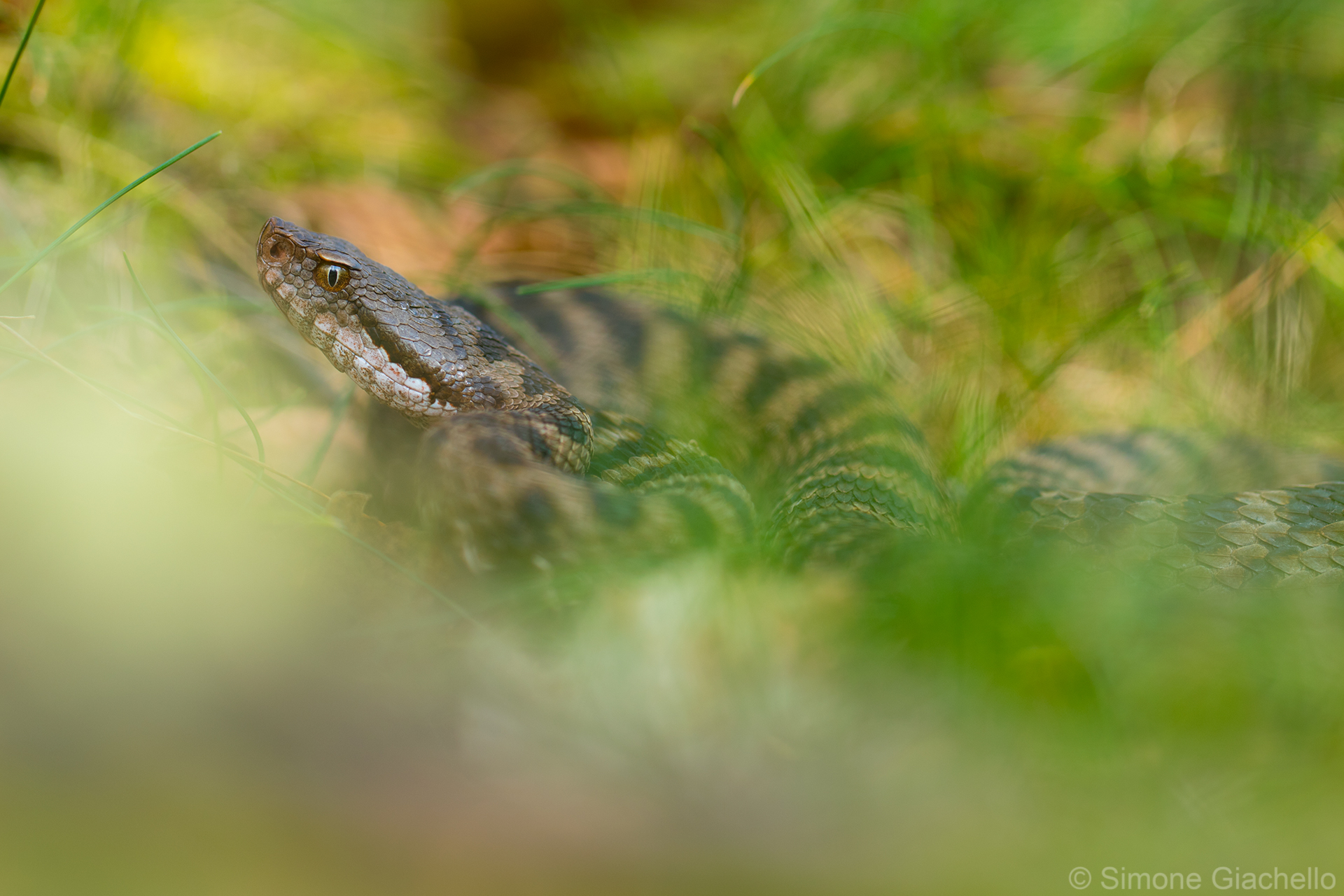Vipera aspis aspis