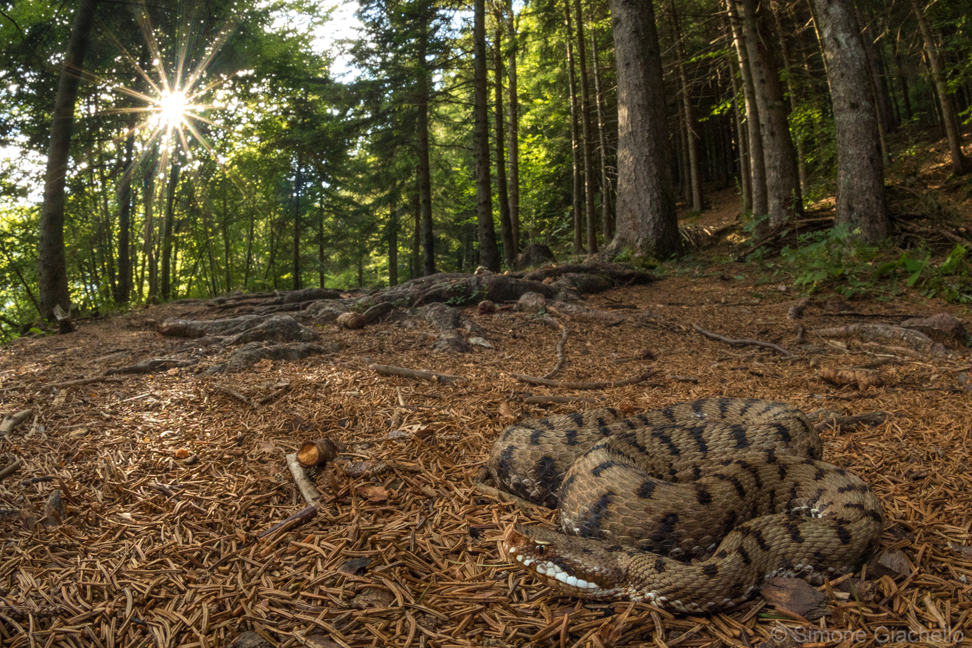 Vipera aspis francisciredi