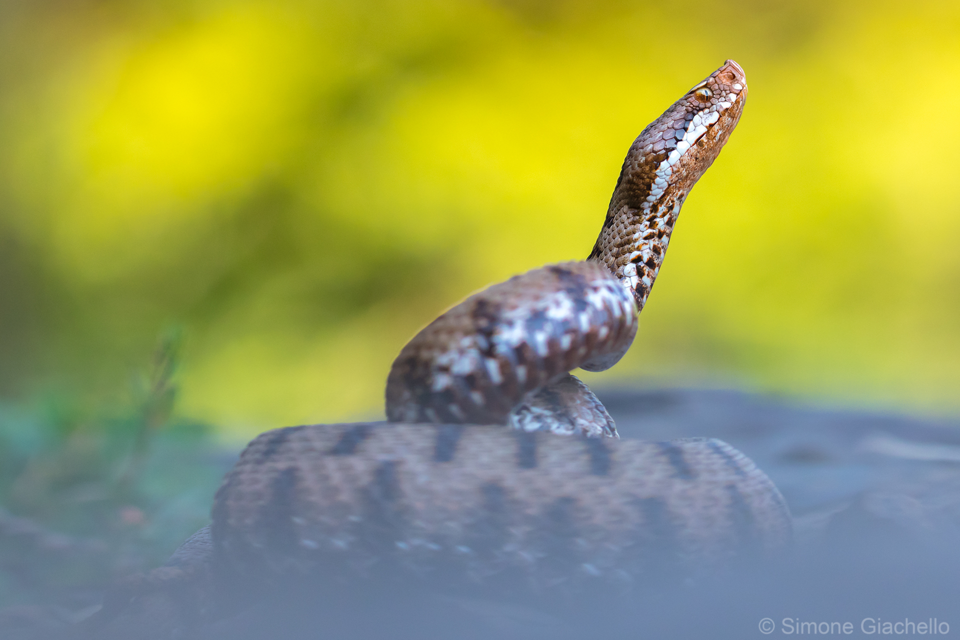 Vipera aspis francisciredi