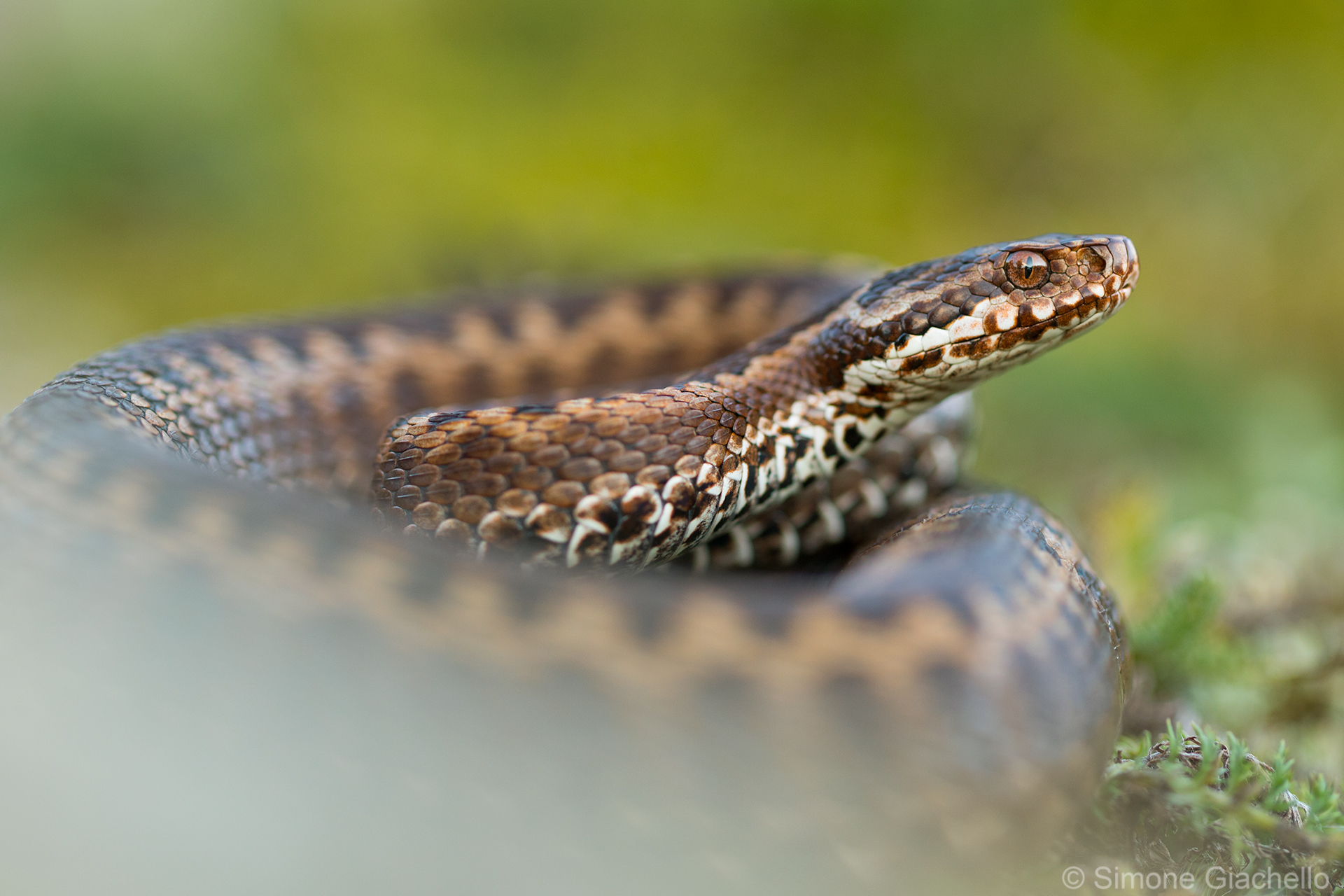 Vipera seoanei