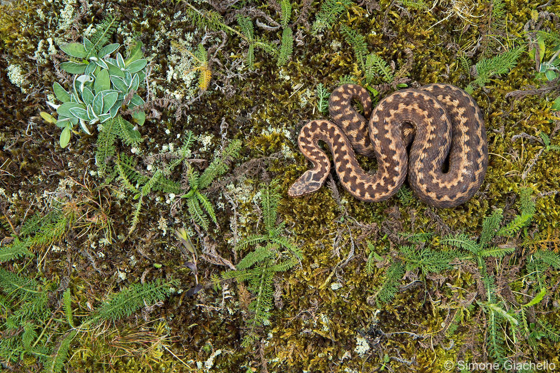 Vipera seoanei