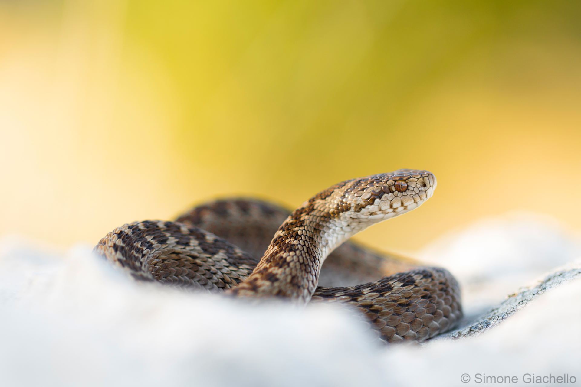 Vipera ursinii