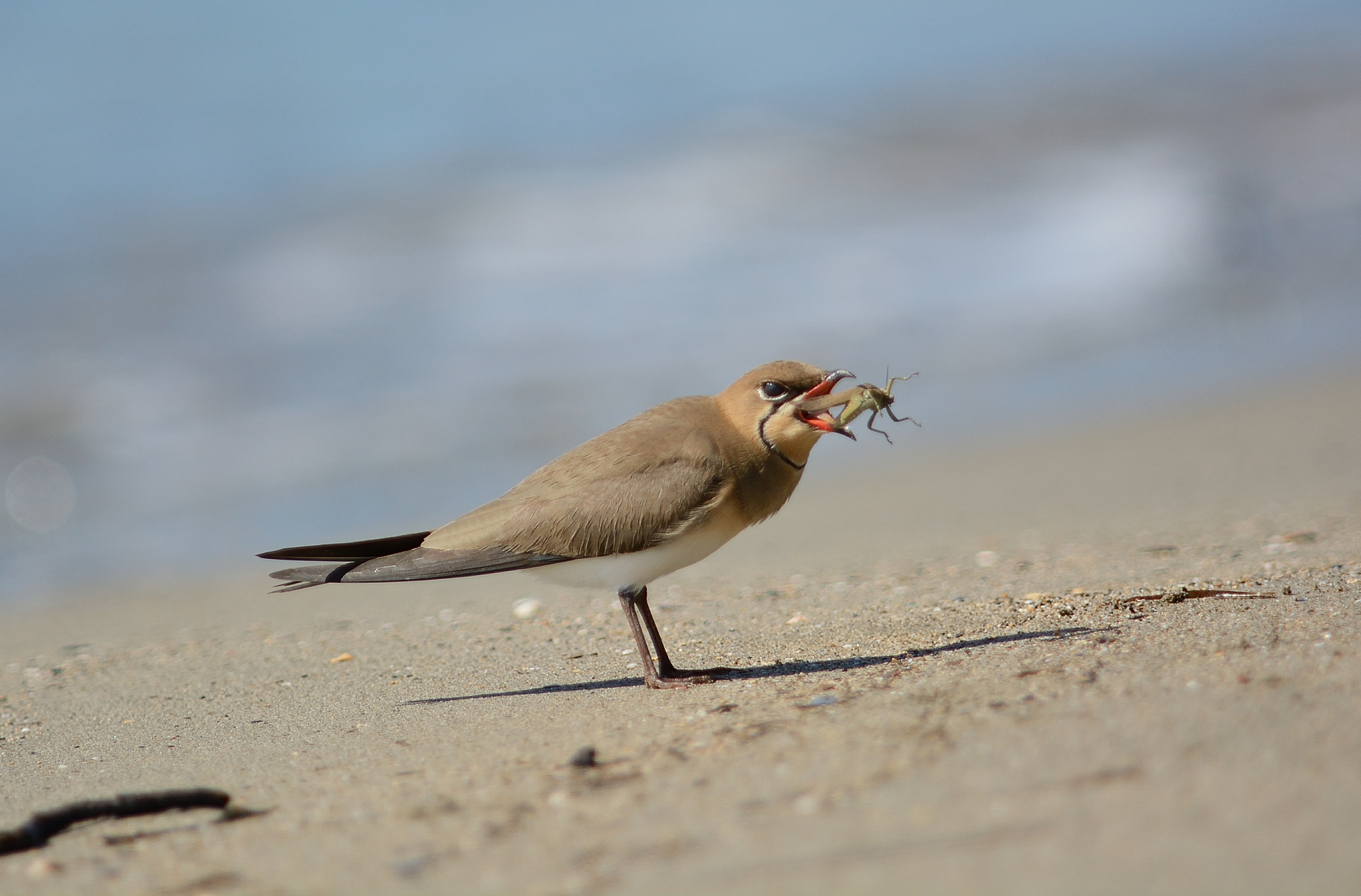 Partridge of the sea with prey..