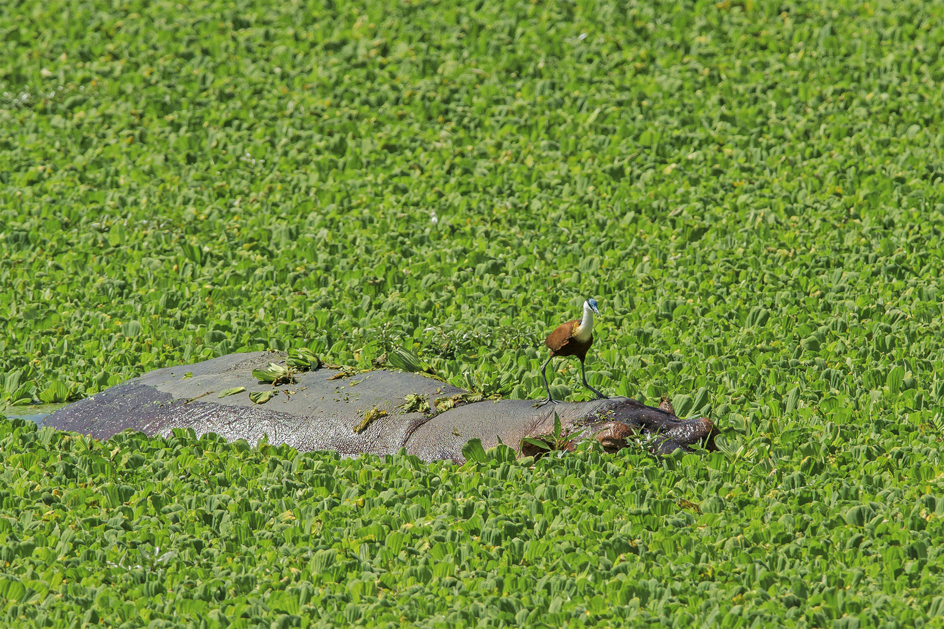 Jacana on Hippo